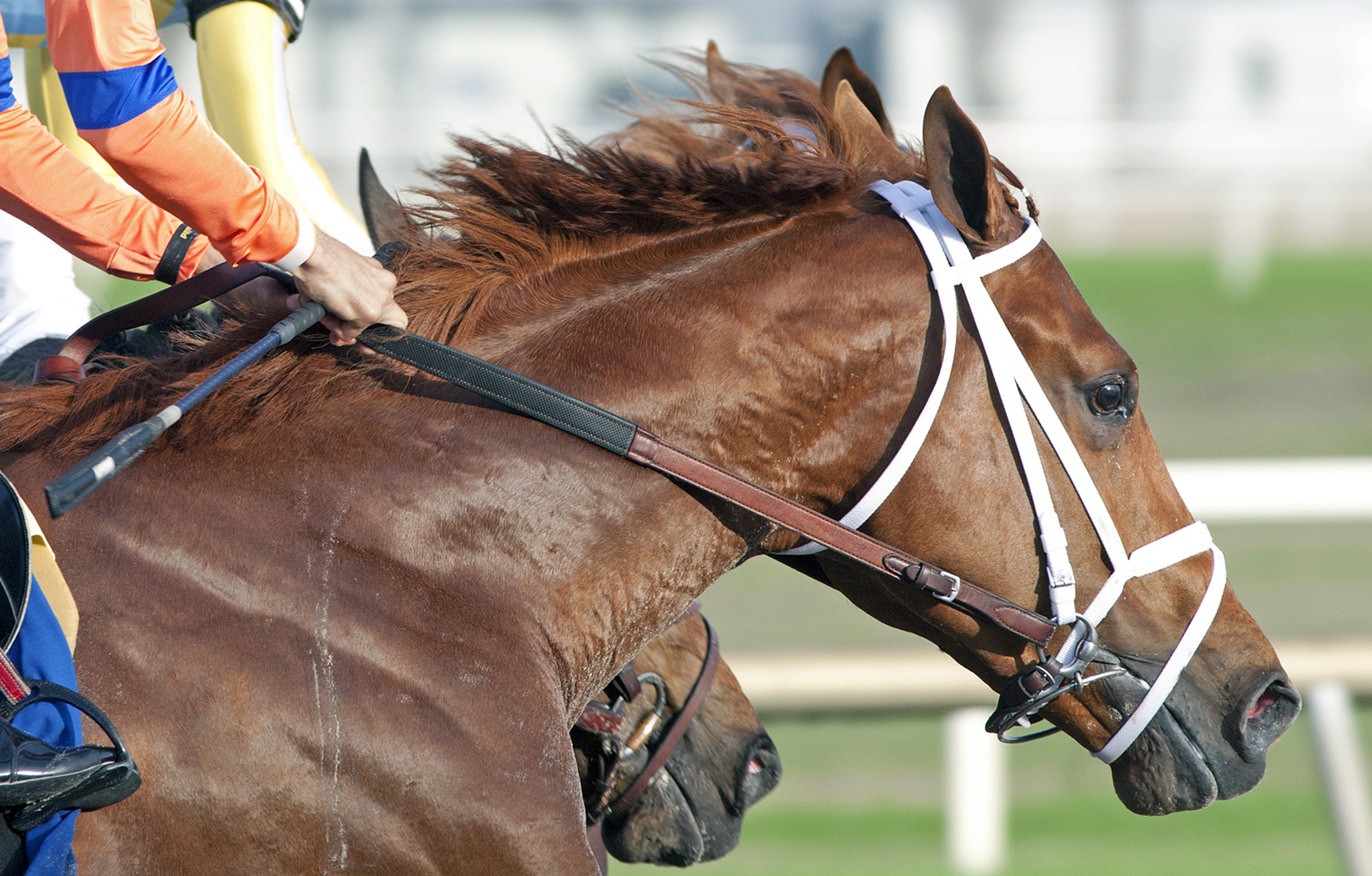 Vino Rosso finishes third in the Sam F. Davis