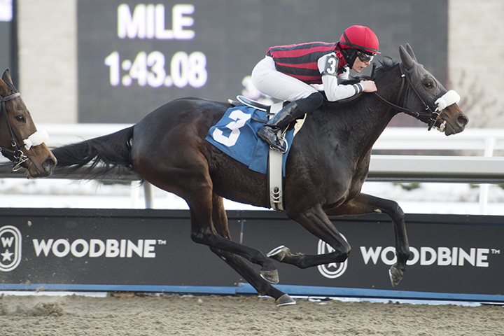Vinyasa wins a Nov. 15 maiden race at Woodbine Racetrack