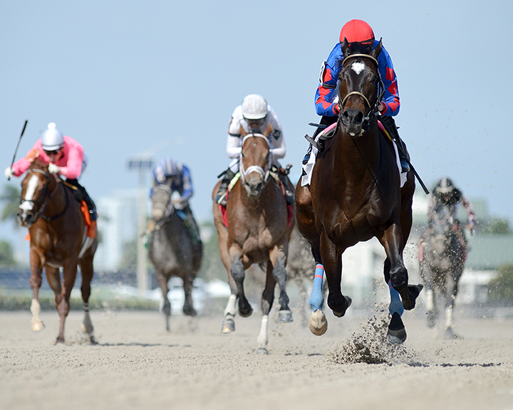 Violent City wins a Jan. 11 maiden at Gulfstream Park