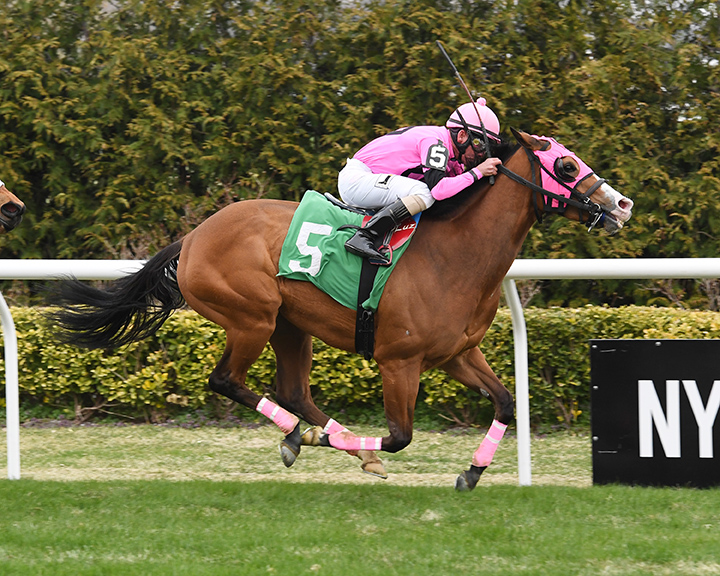 Vip Nation wins an April 7 turf race at Aqueduct Racetrack