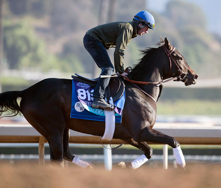 Vitalogy trains at Santa Anita Park before the Breeders' Cup