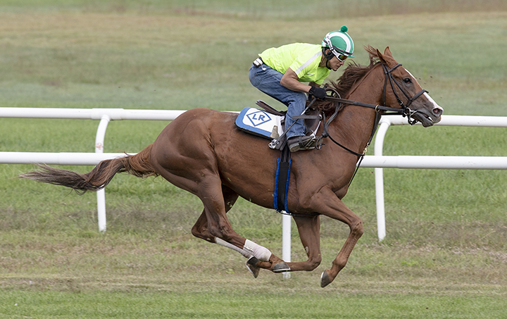 Voodoo Song trains at Saratoga Race Course on Sept. 1