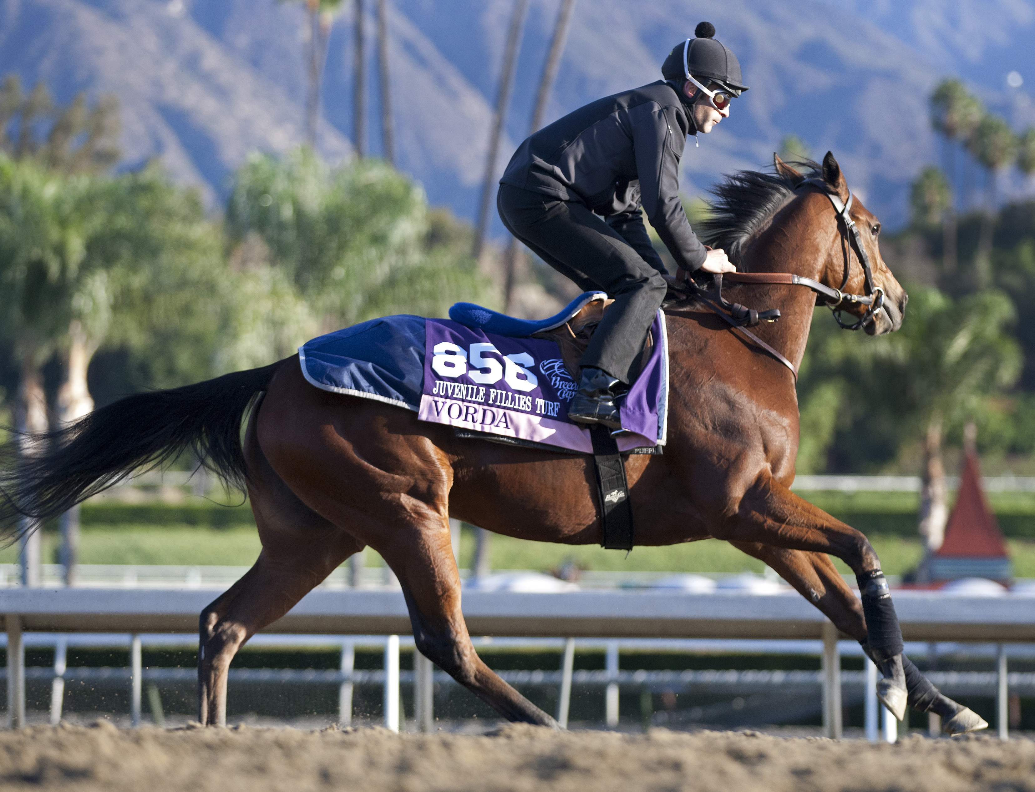 Vorda at Santa Anita Park