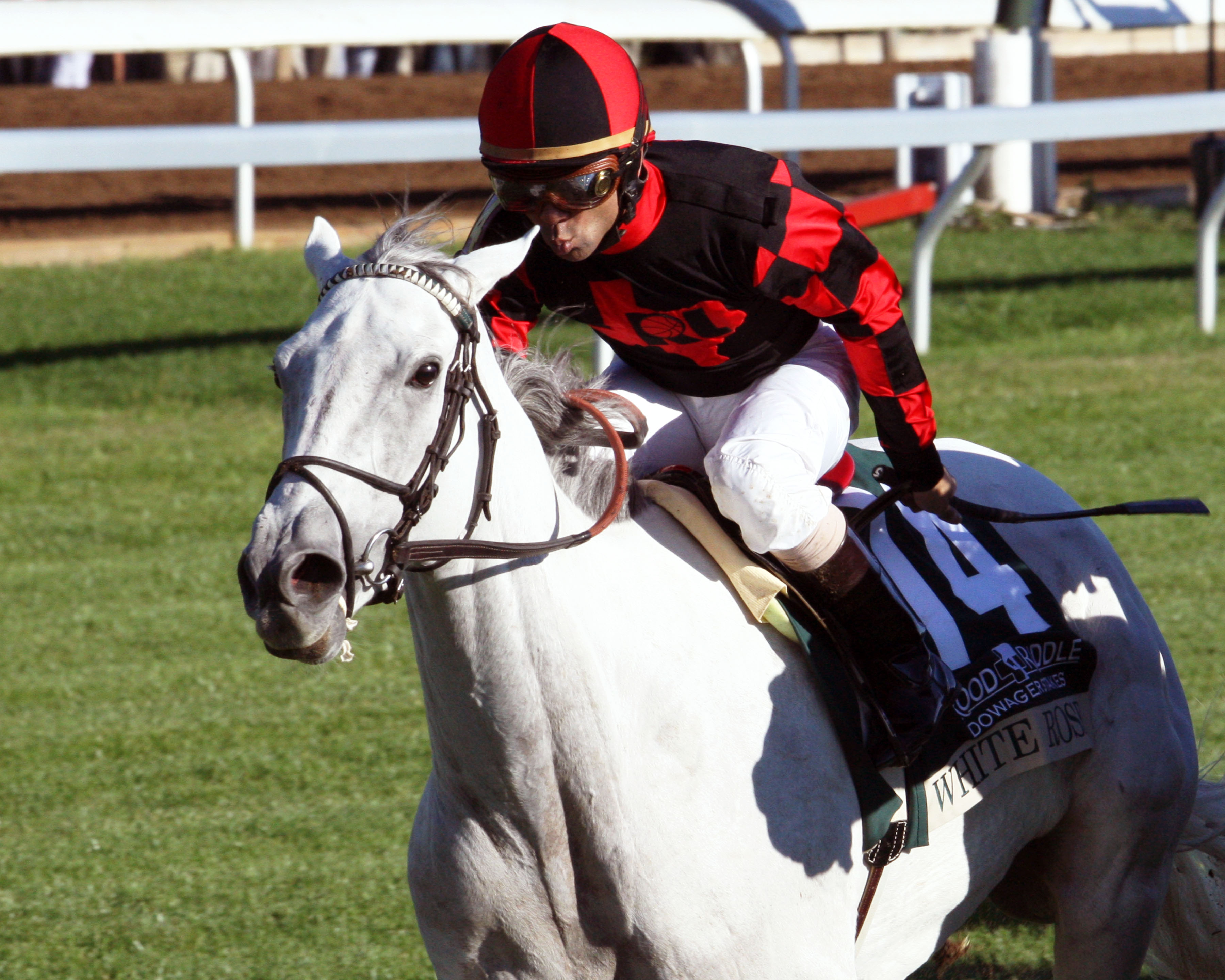 White Rose 10-19-2014