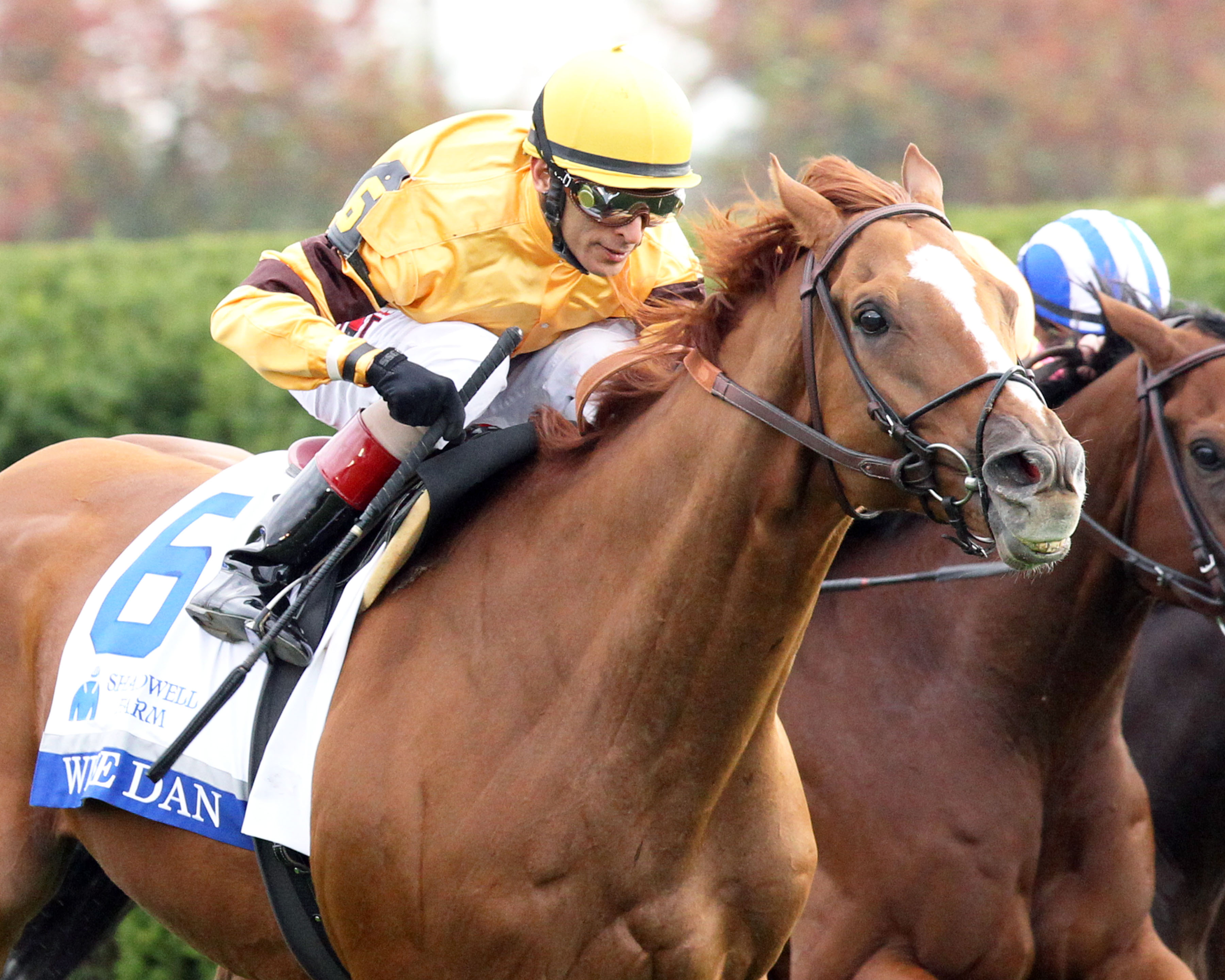 Wise Dan, Shadwell14