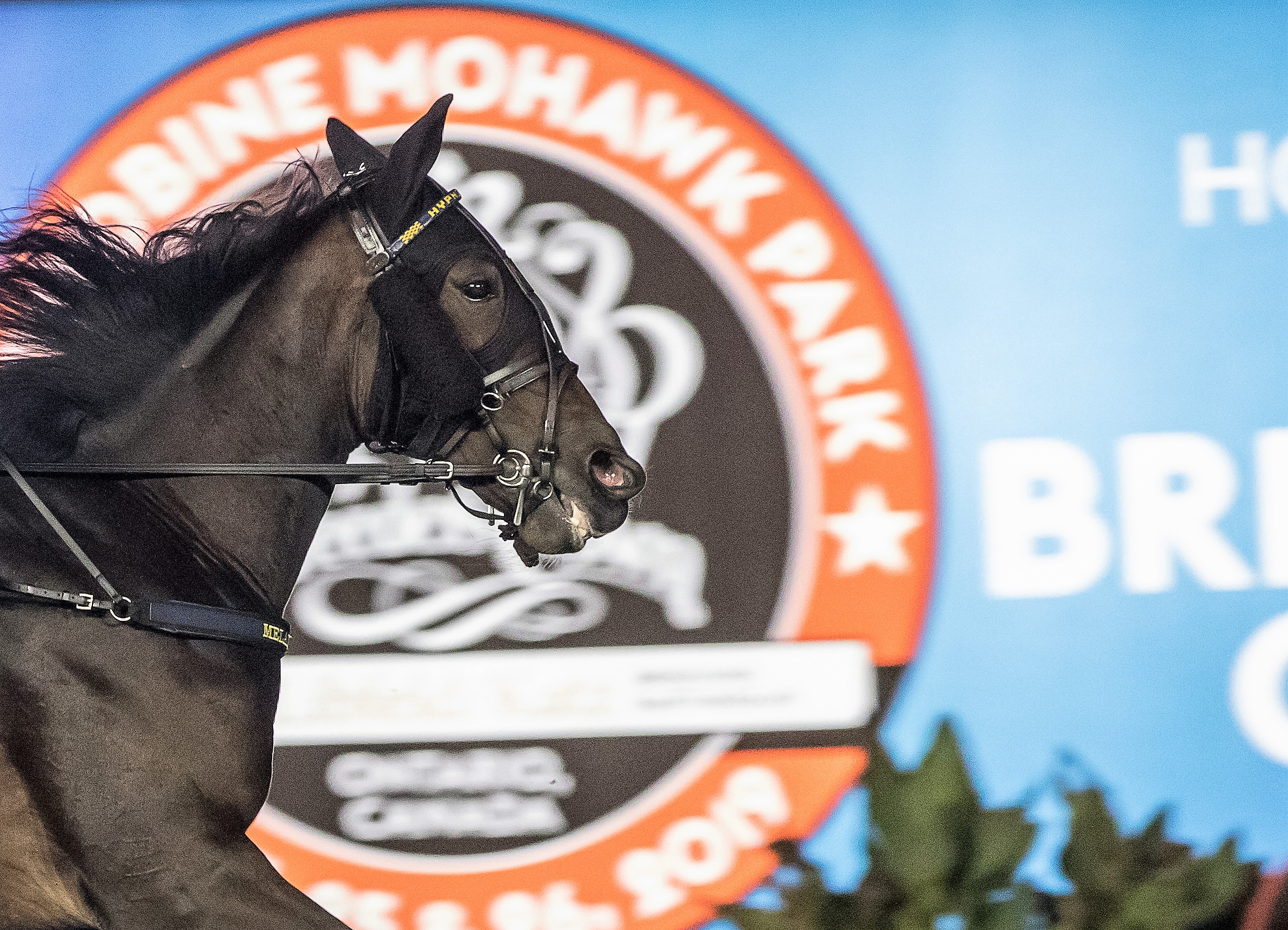 Breeders Crown Mohawk horse