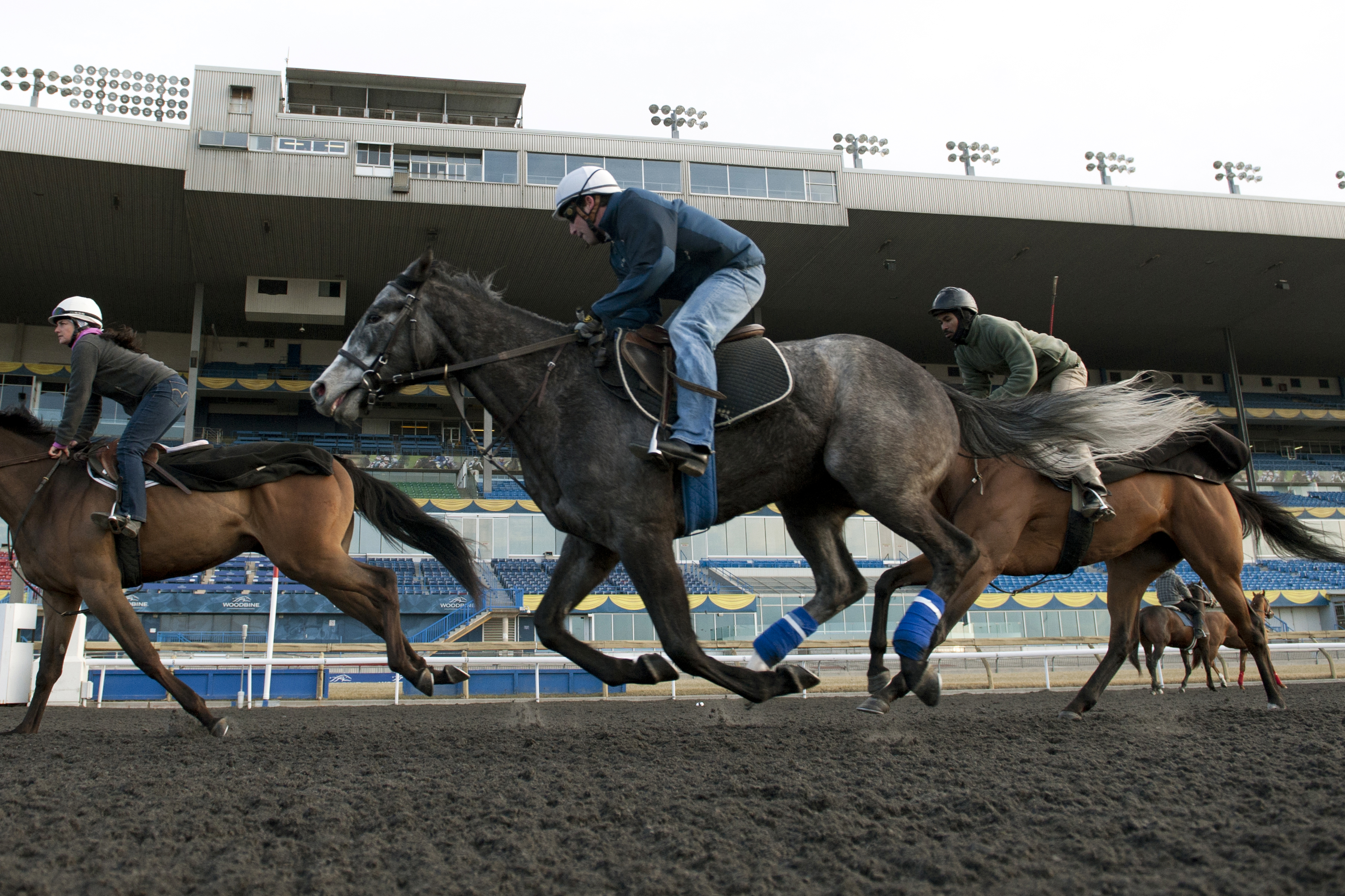 Horses train on the Polytrack at Woodbine
