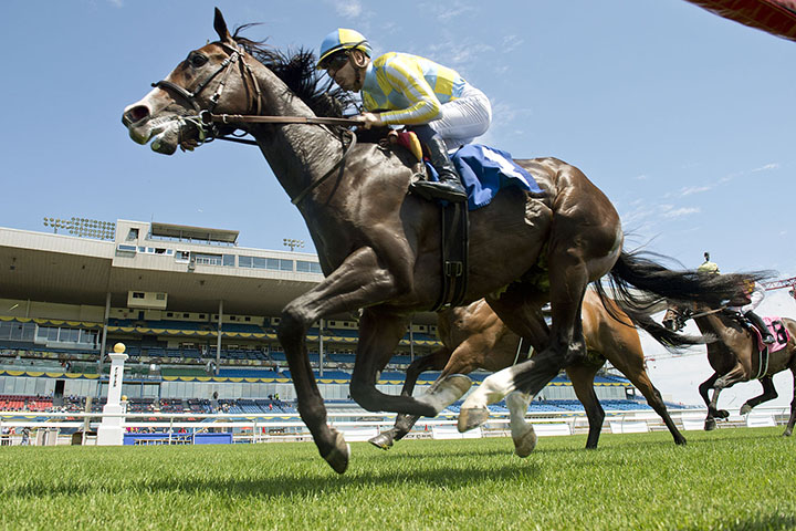 Woodbine inner turf course trial