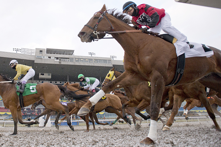 Racing at Woodbine Racetrack