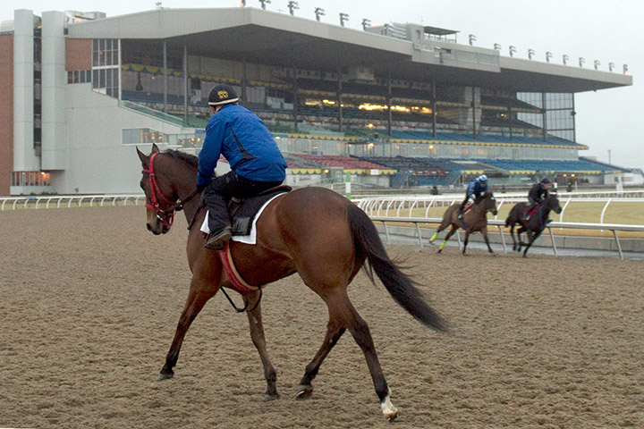 Woodbine morning training, April 2019