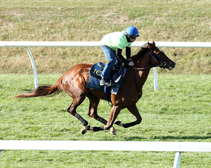 Walk In Marrakesh trains at Keeneland Racecourse on Oct. 13