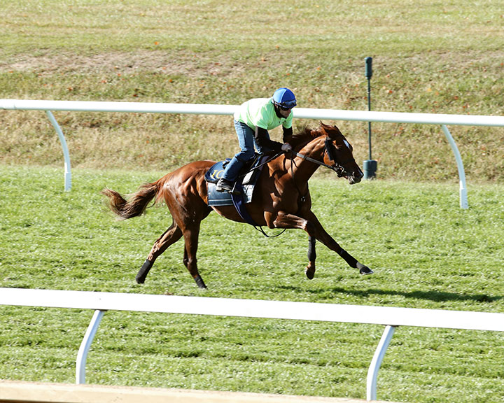 Walk In Marrakesh trains at Keeneland Racecourse on Oct. 13