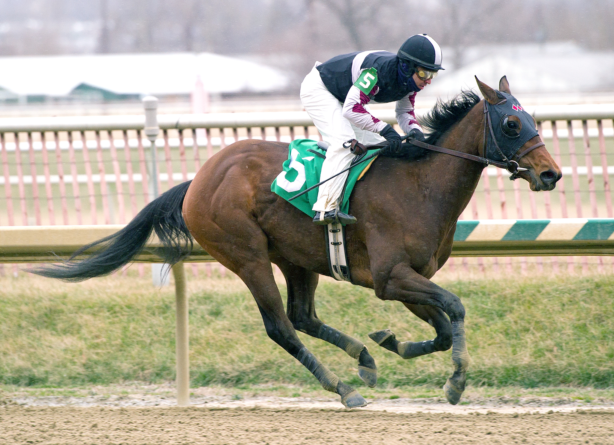 Walkwithapurpose, Wide Country Stakes