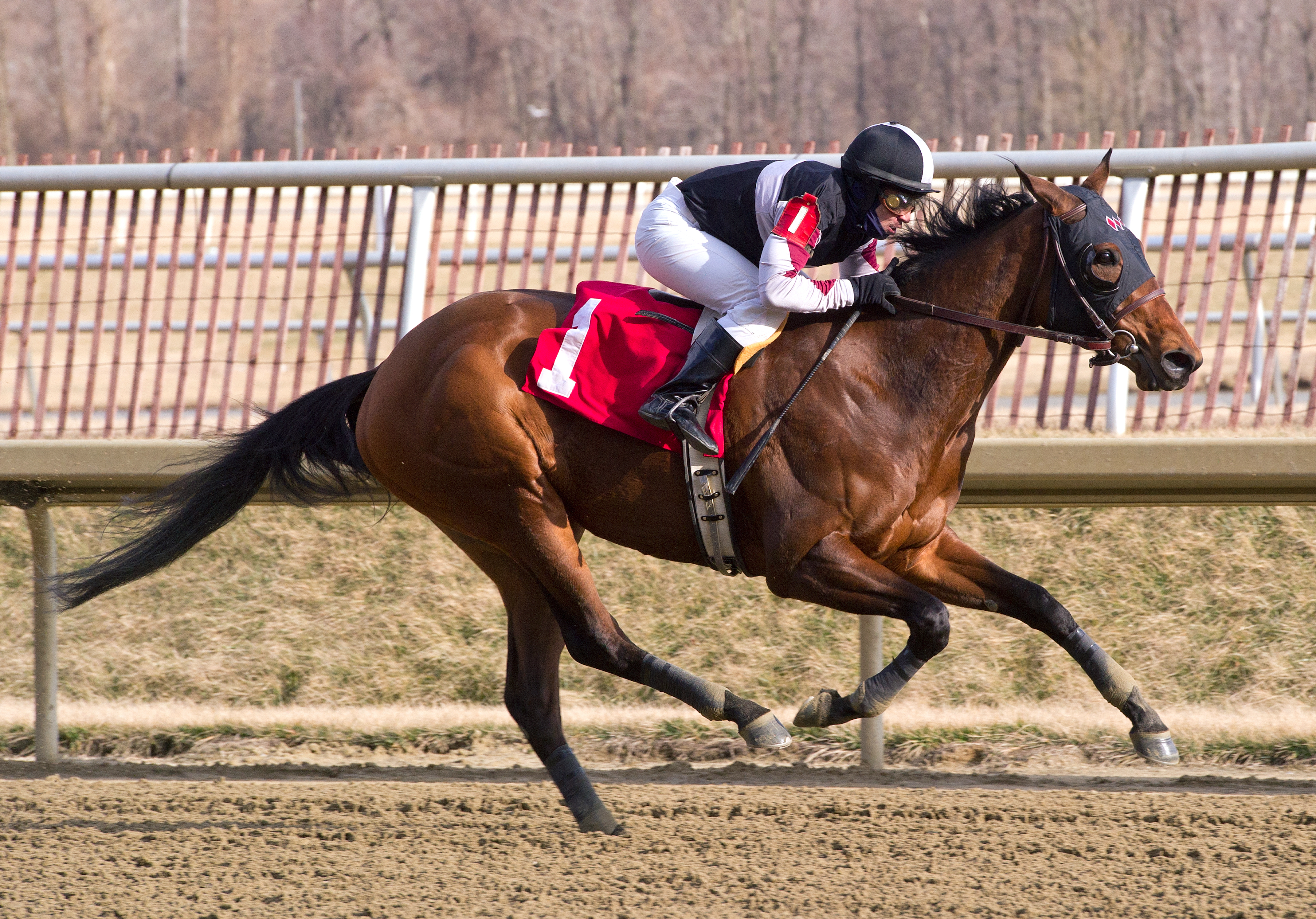 Walkwithapurpose, Caeser's Wish Stakes