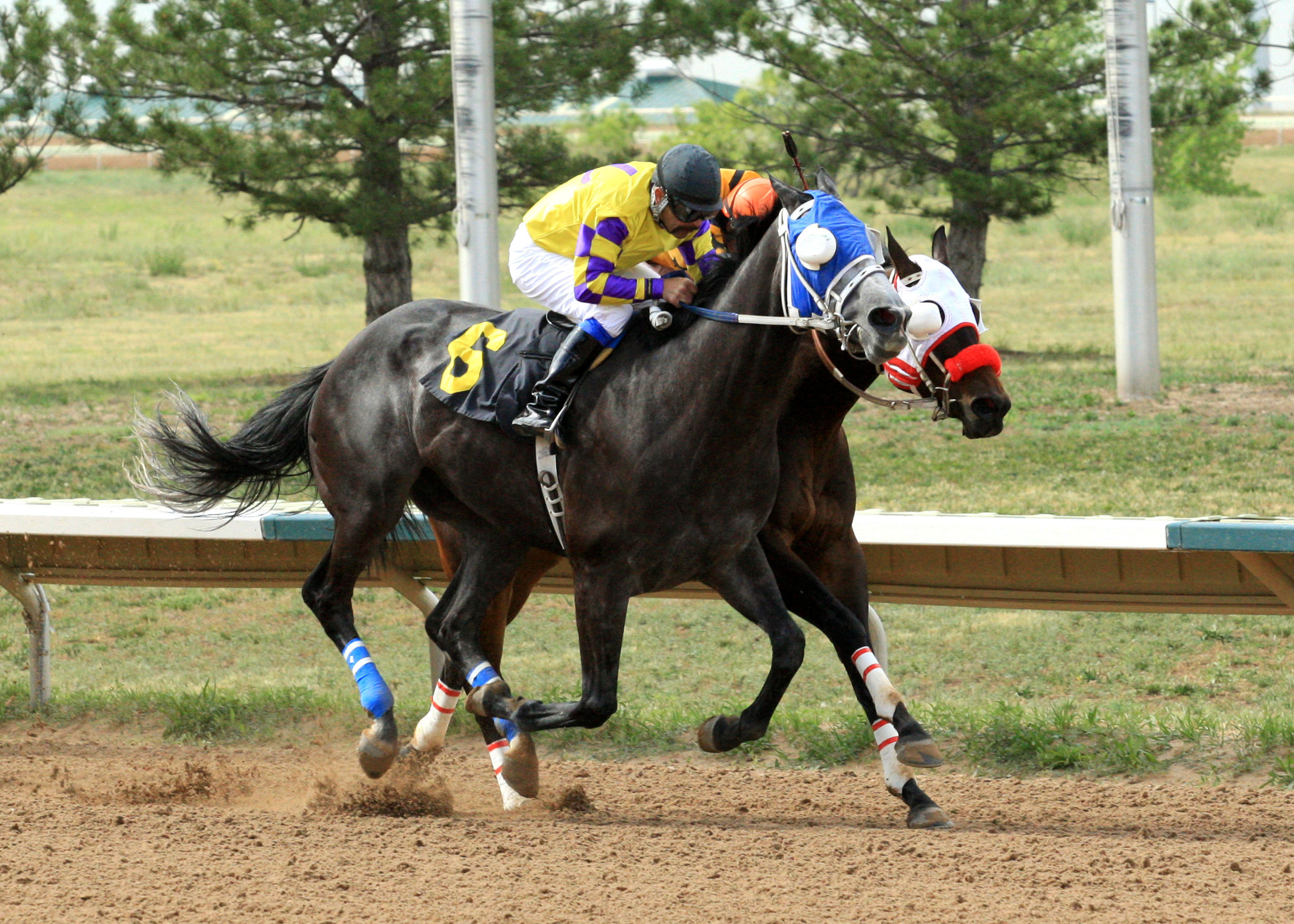 Wally Van wins the 2012 Aspen Stakes