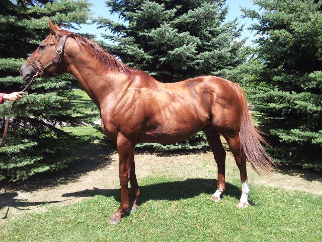 Wando at Schonberg Farm