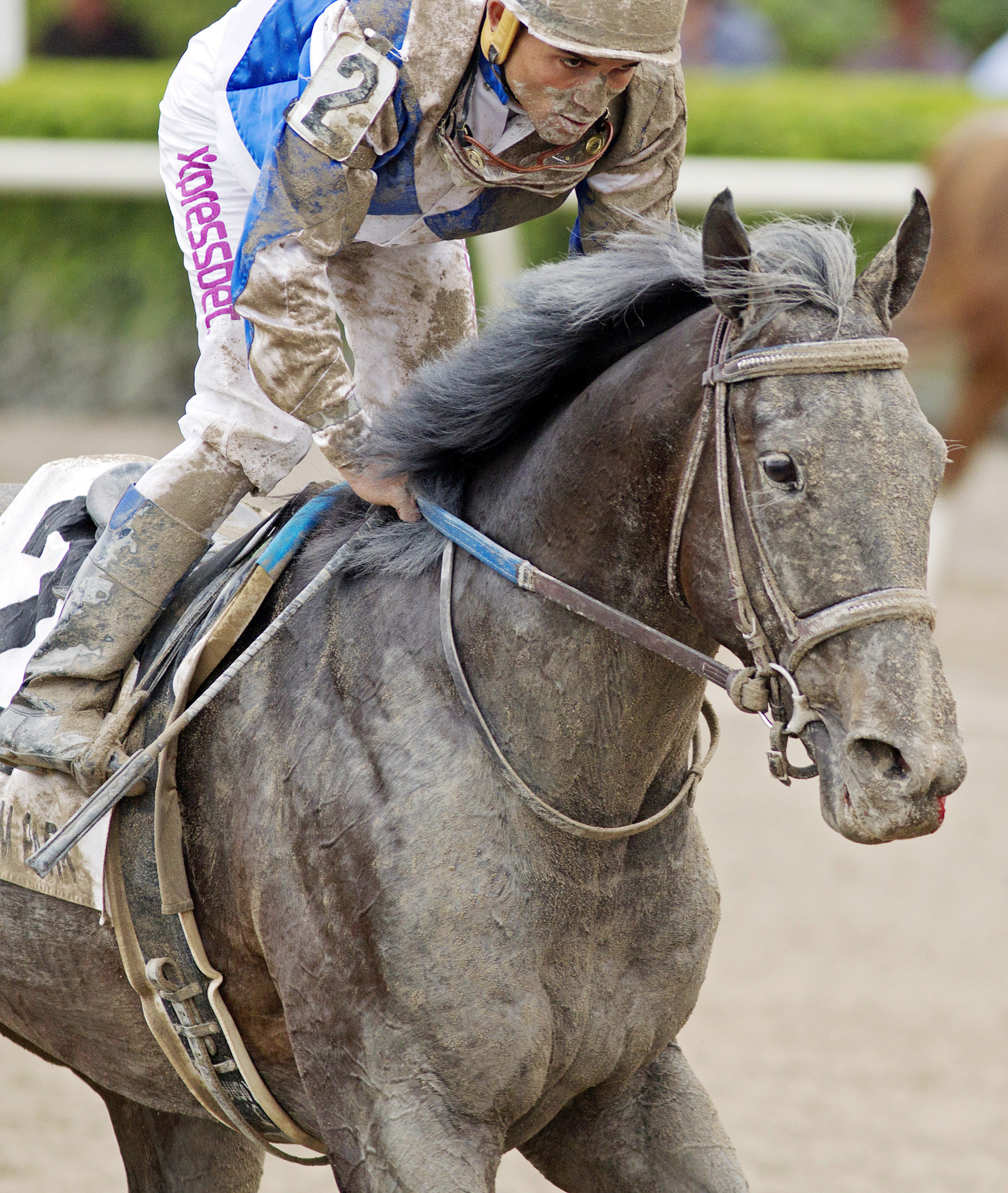 War Dancer finishes seventh in the Skip Away