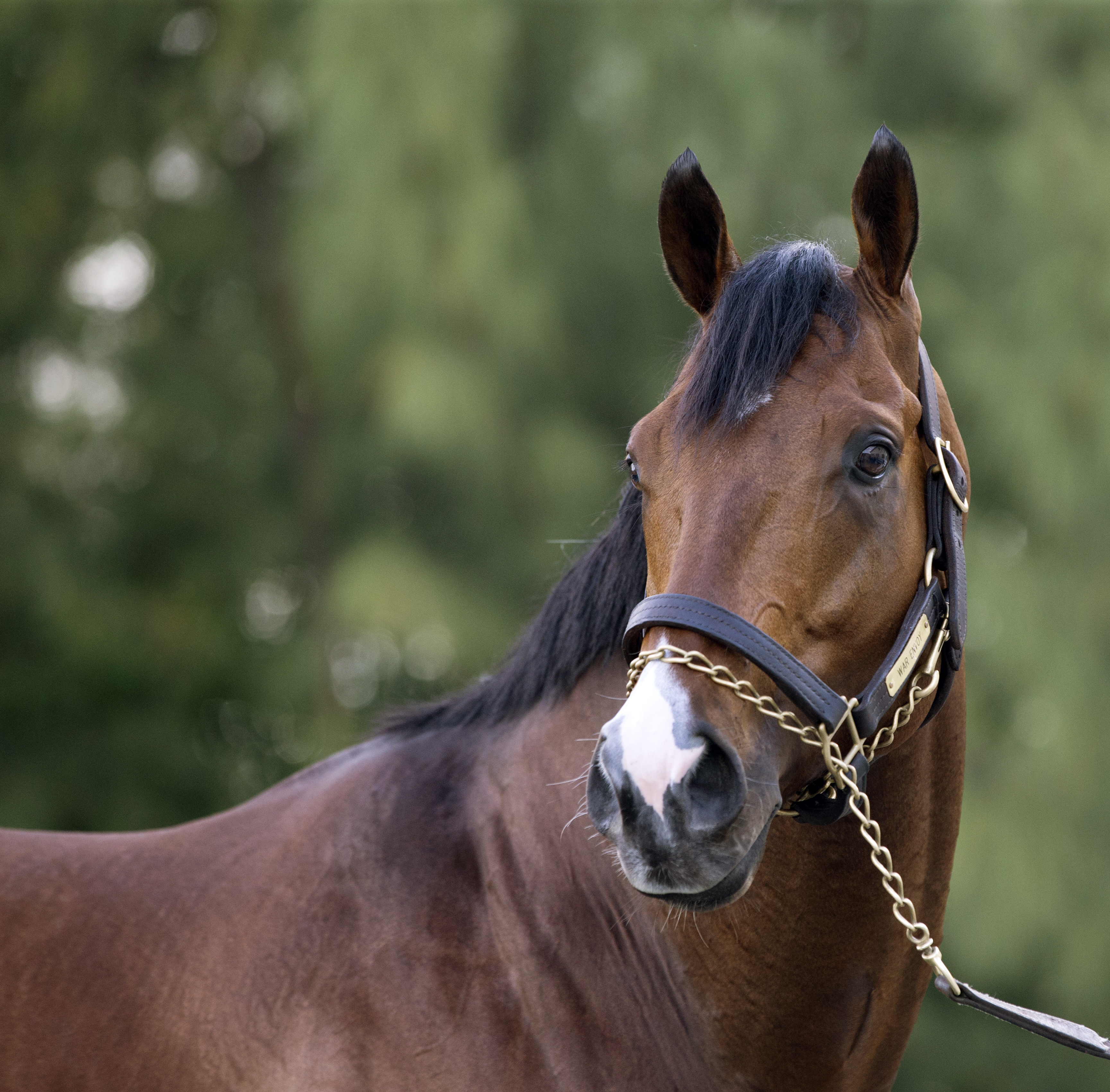 War Envoy in 2017