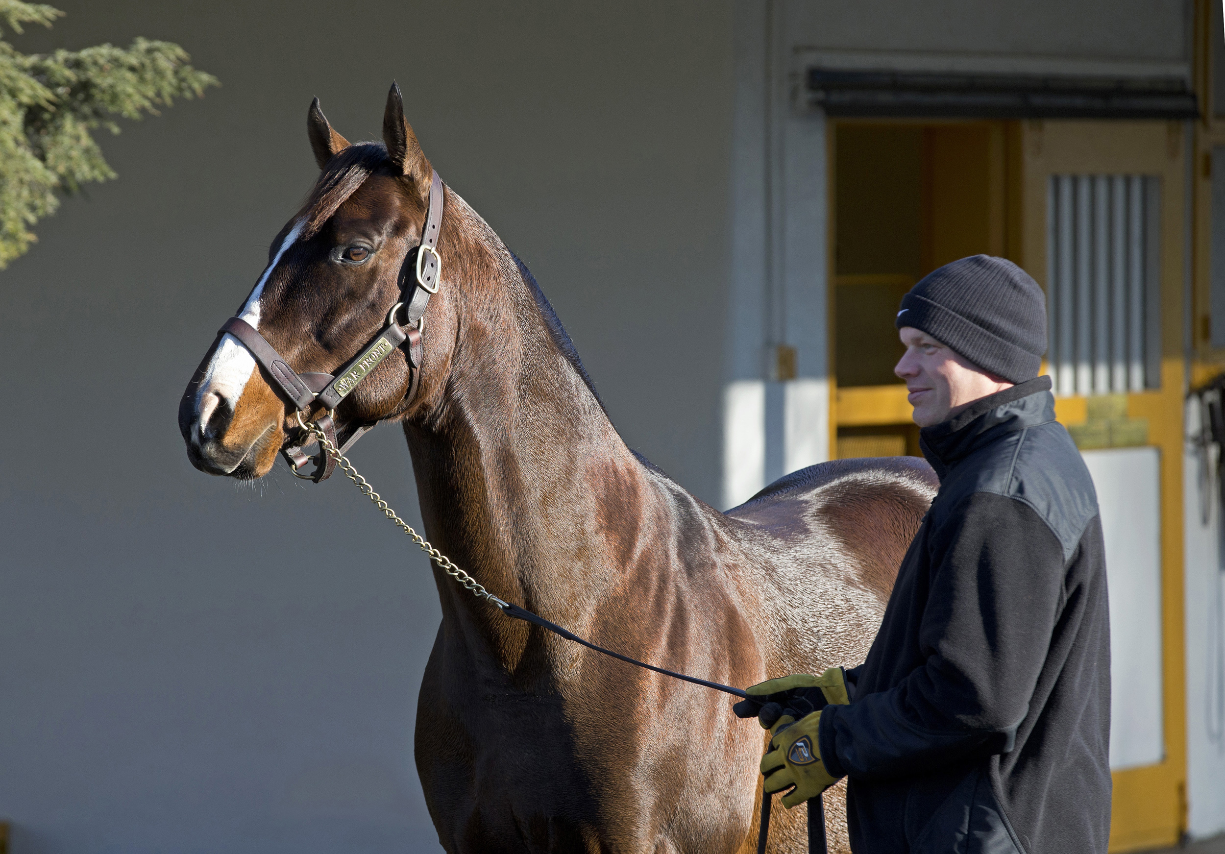 War Front at Claiborne Farm in 2013