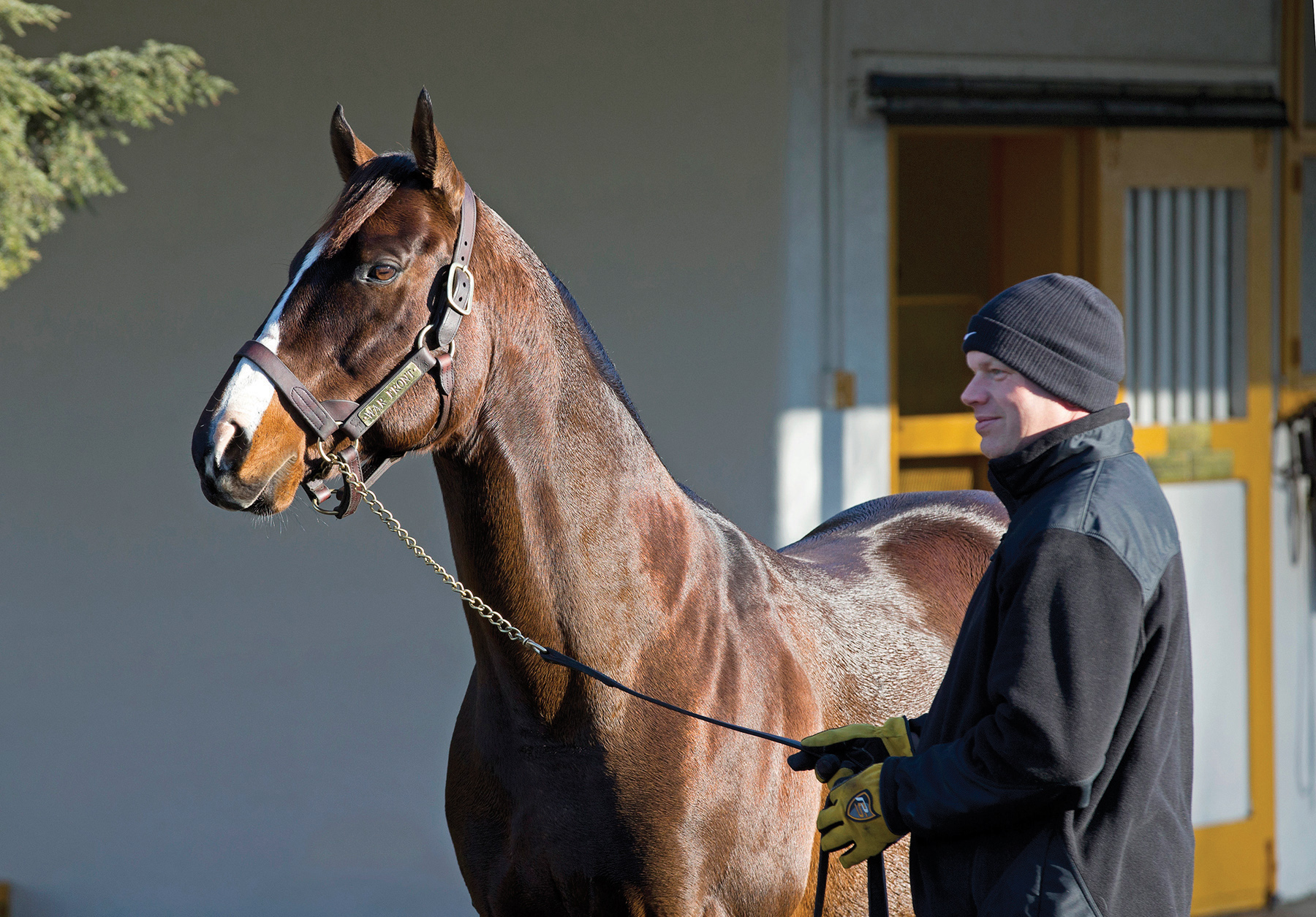War Front at Claiborne Farm in 2013