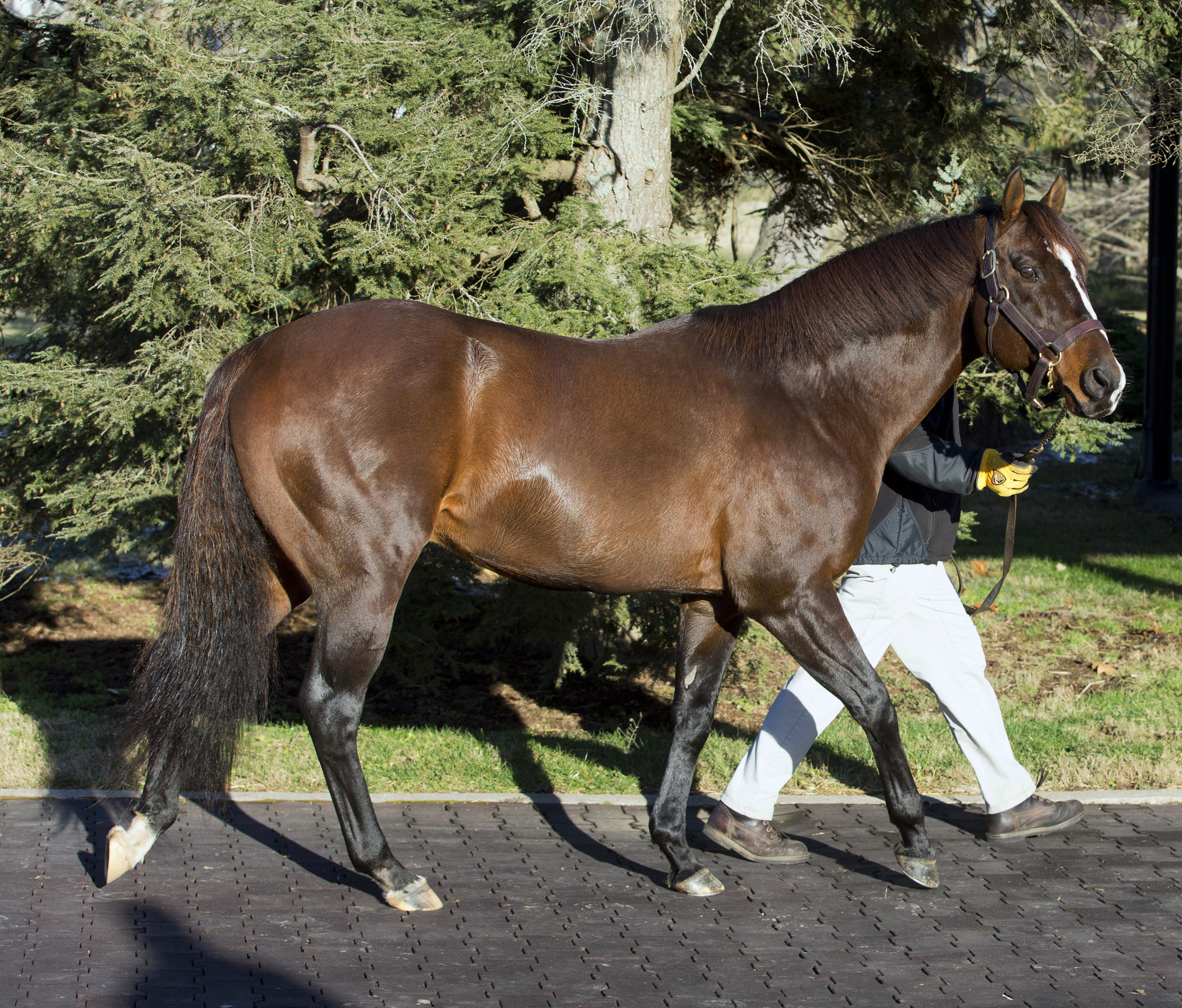 War Front at Claiborne Farm