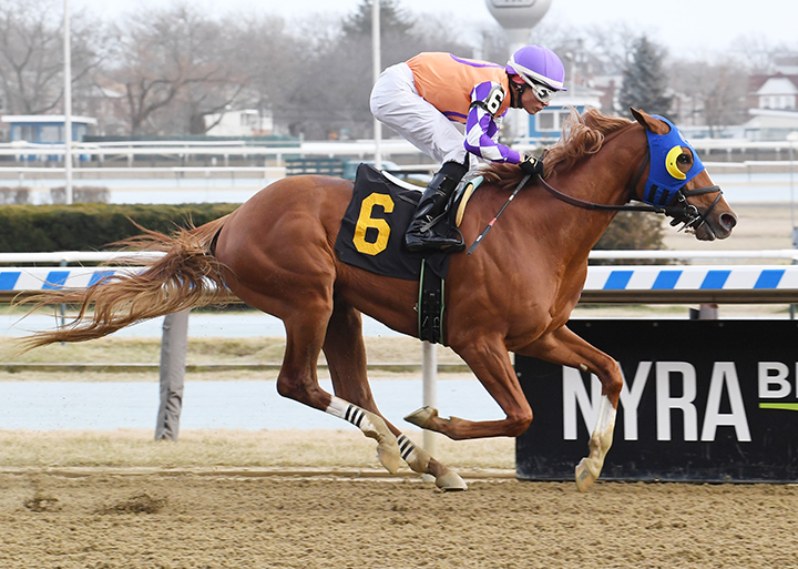 War Stopper wins a Jan. 11 maiden race at Aqueduct