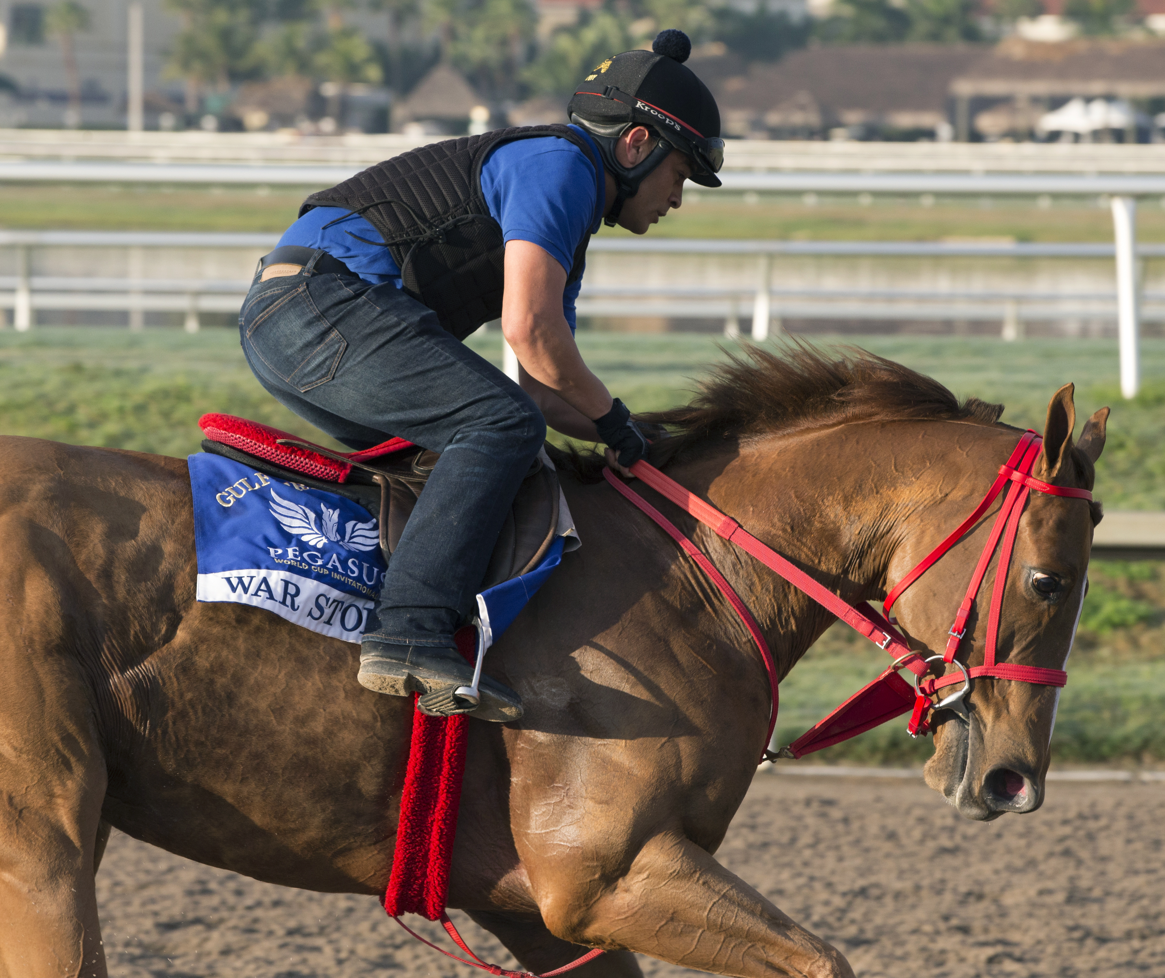 War Story trains at Gulfstream on Jan. 26