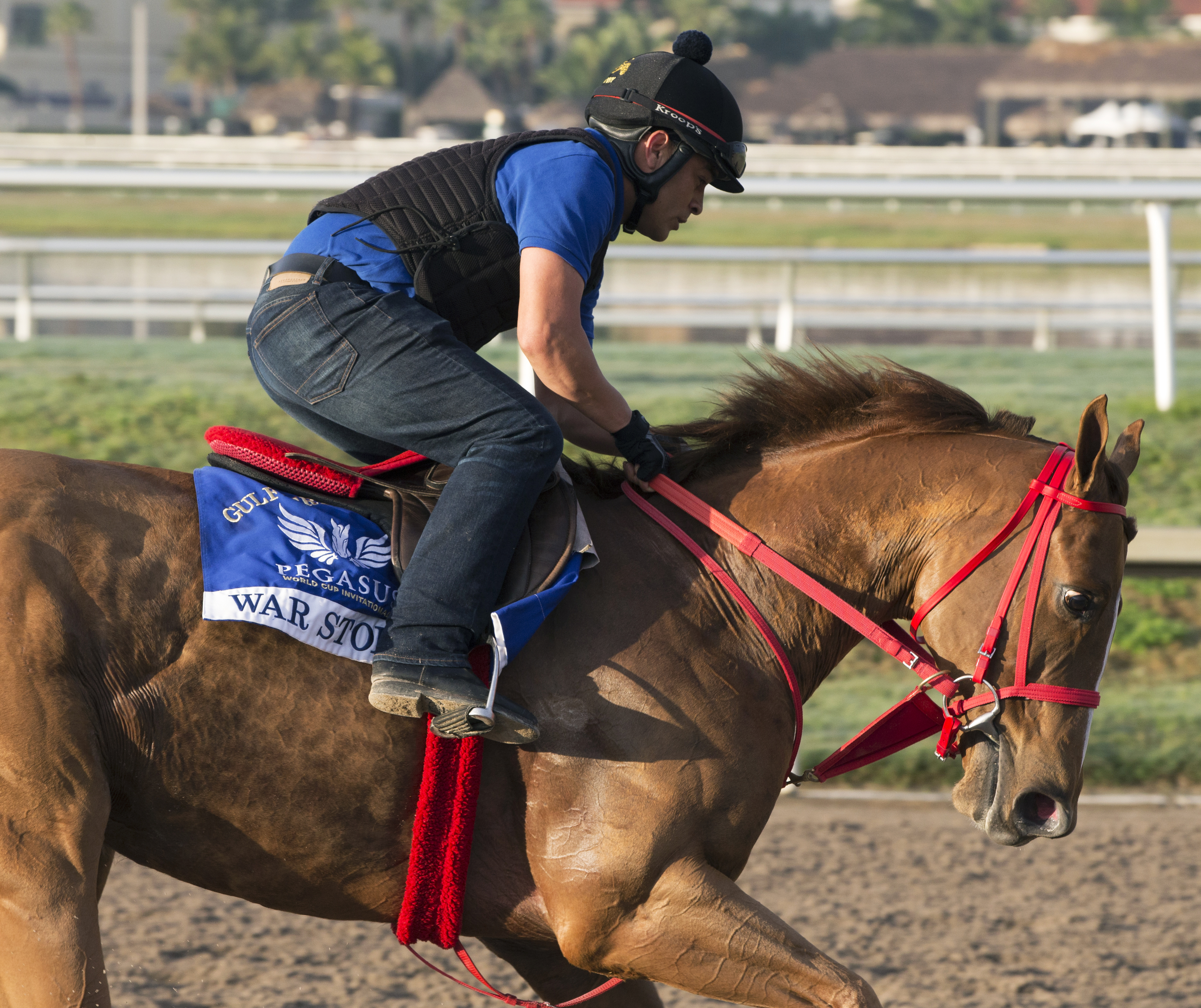 War Story trains at Gulfstream Park in January 2017