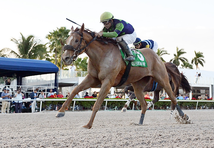 War Story wins the 2019 Harlan's Holiday at Gulfstream Park