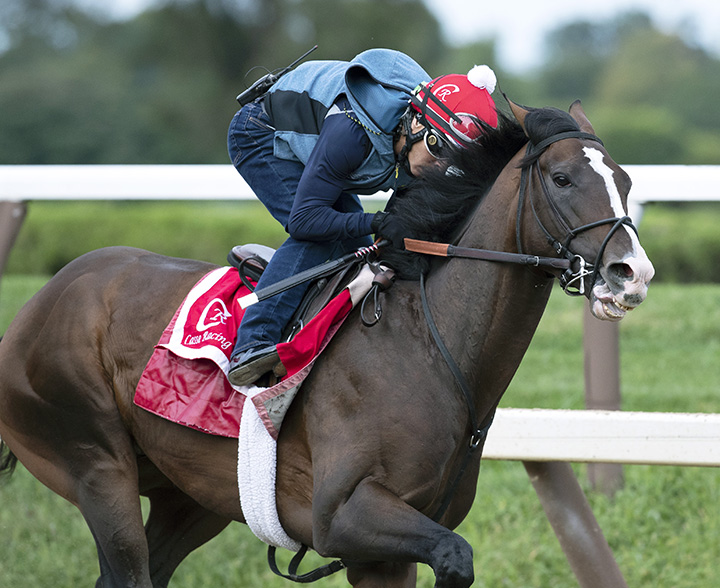 War of Will trains at Saratoga Race Course on Sept. 1