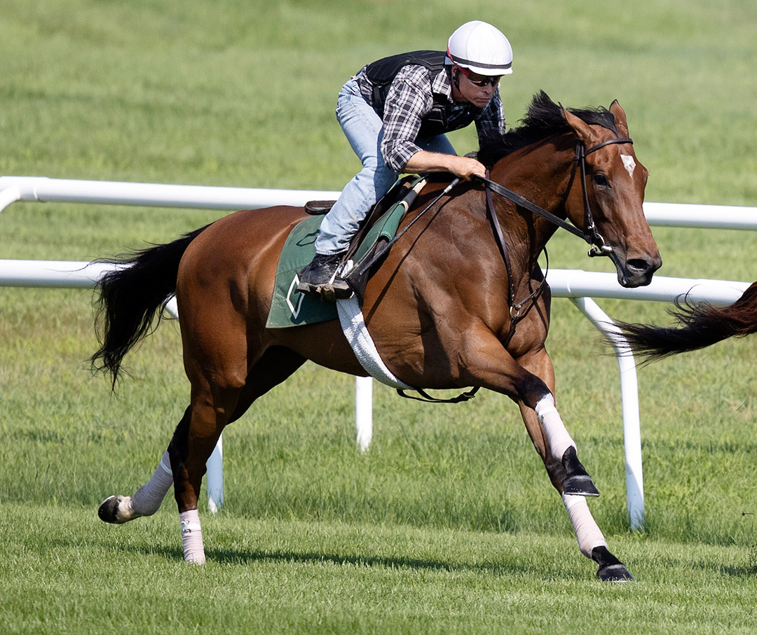 War Like Goddess trains at Saratoga Race Course on July 23