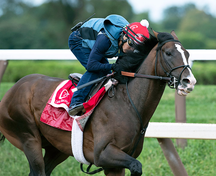War of Will trains at Saratoga Race Course on Sept. 1