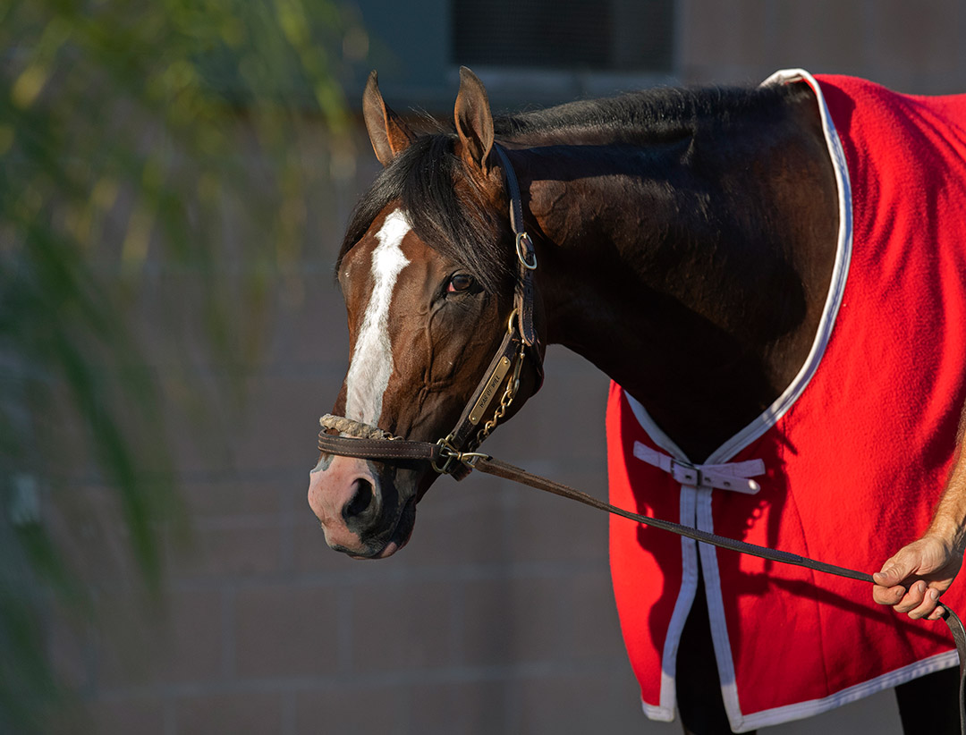 War of Will joins his sire War Front at Claiborne Farm
