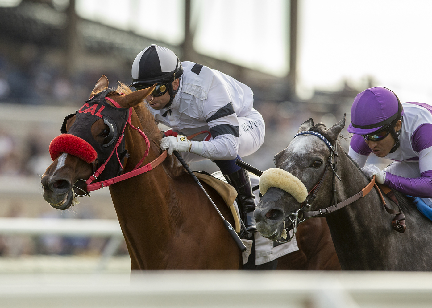 Warrens Candy Girl wins Solano Beach 8-21-2022