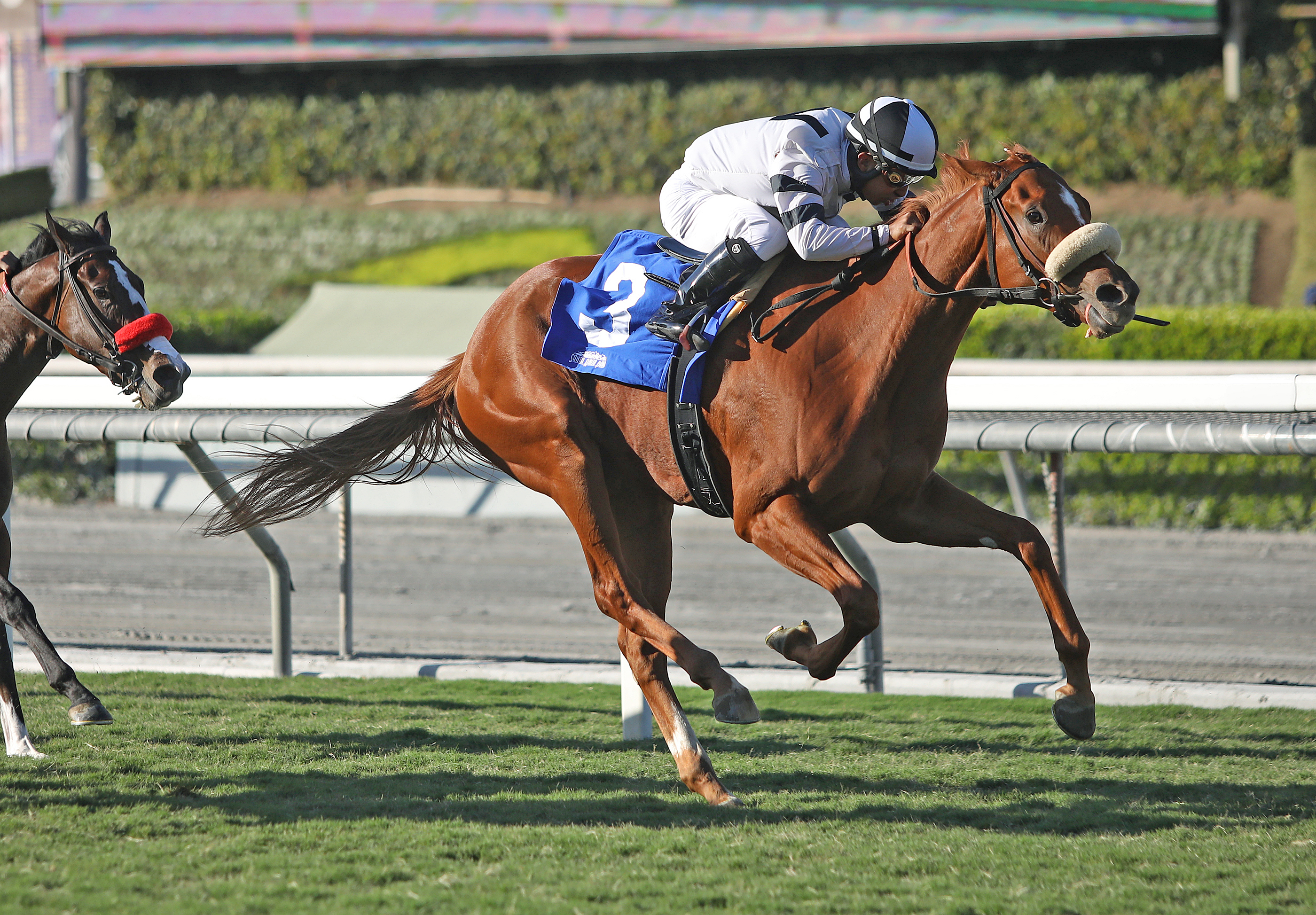 Warren's Showtime wins the 2019 Surfer Girl Stakes