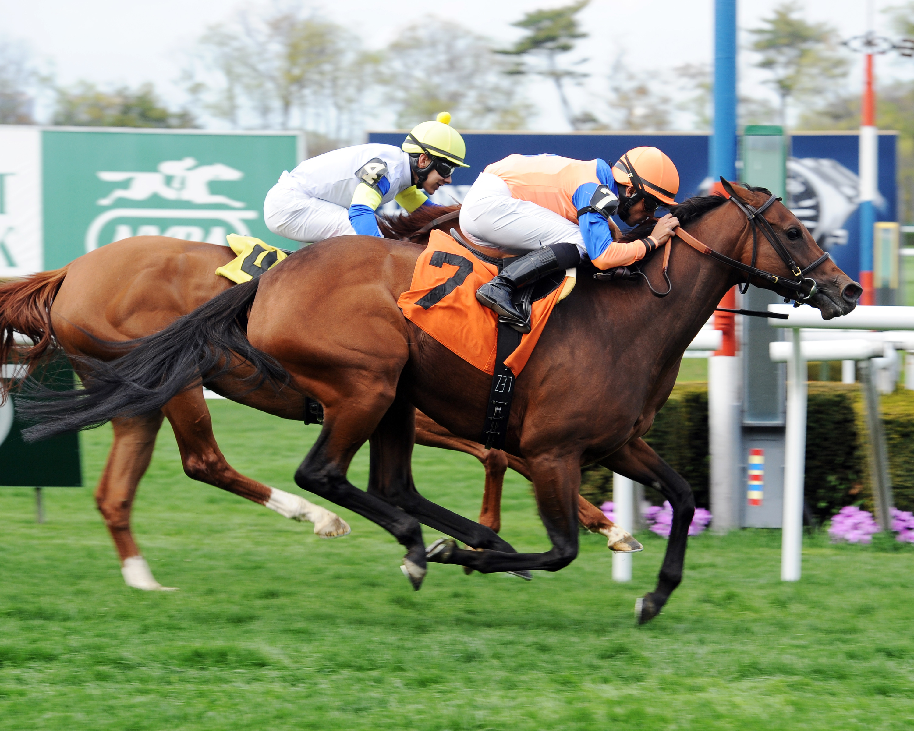 Orion Moon finishes second to Waterway Run in the Beaugay Stakes