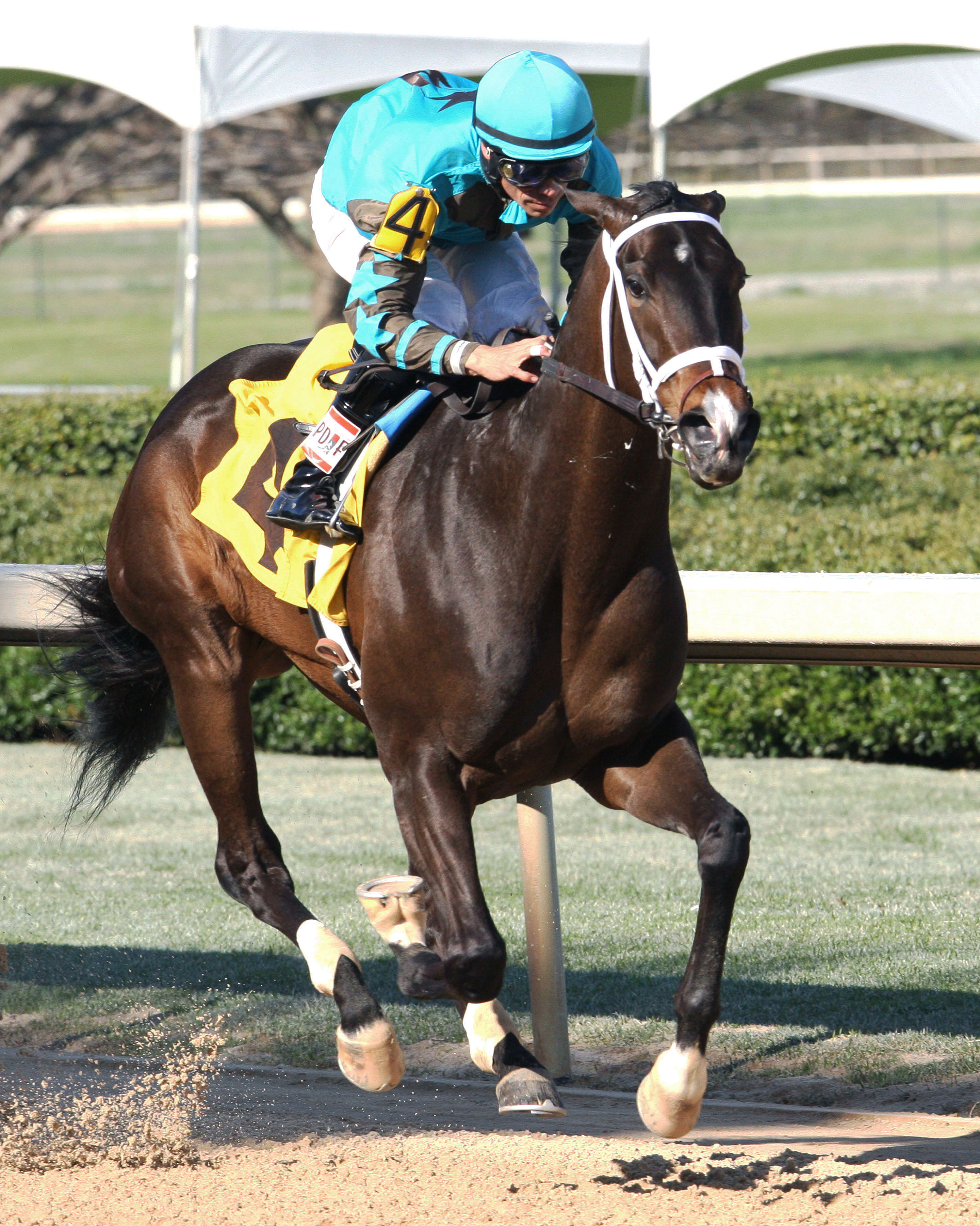 Weast Hill wins the Rainbow Stakes