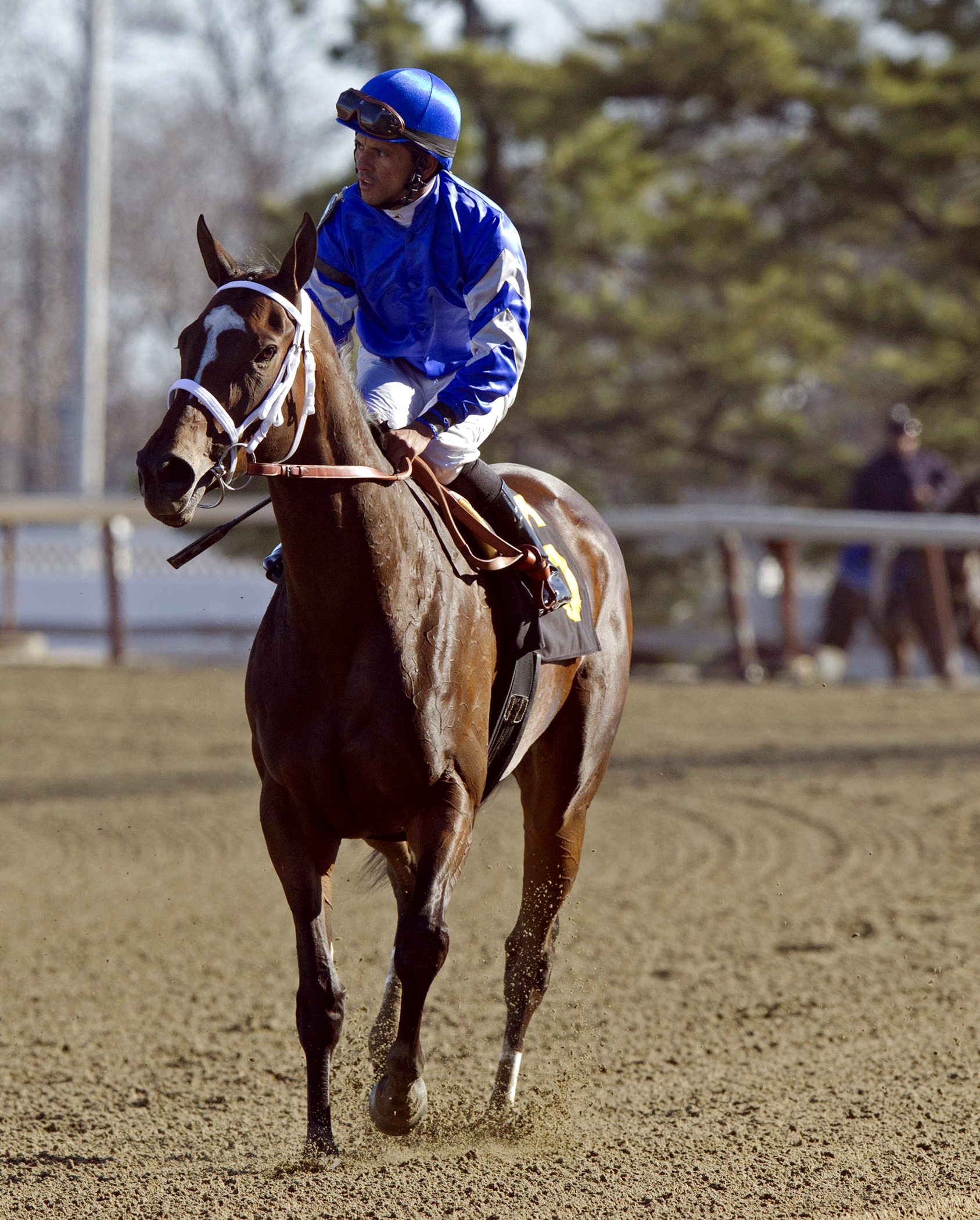 Wedding Toast finishes second in the Cat Cay