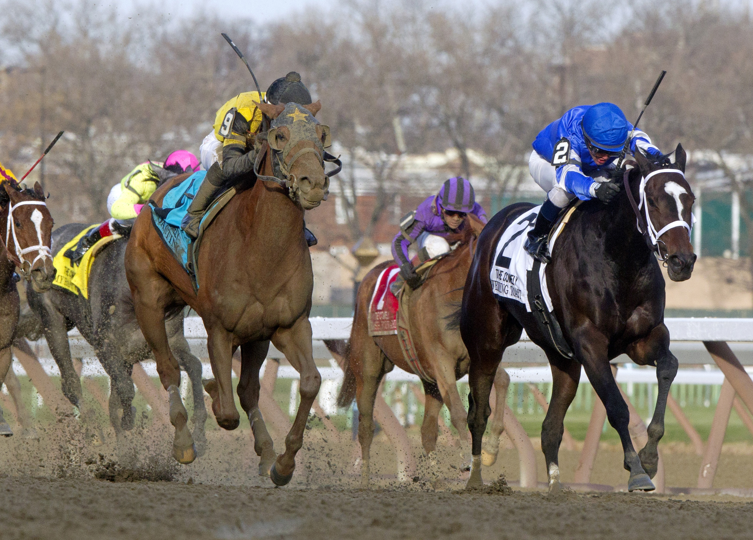 Toasting finishes second in the Comely
