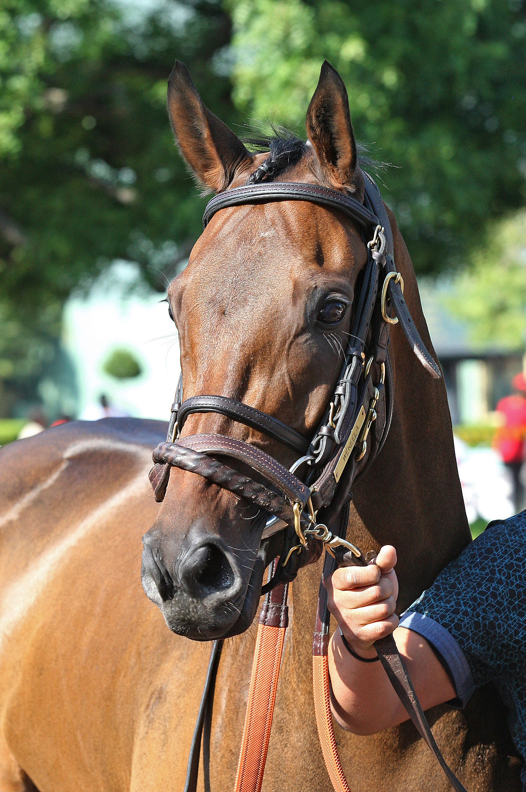Wekeela in May 2016