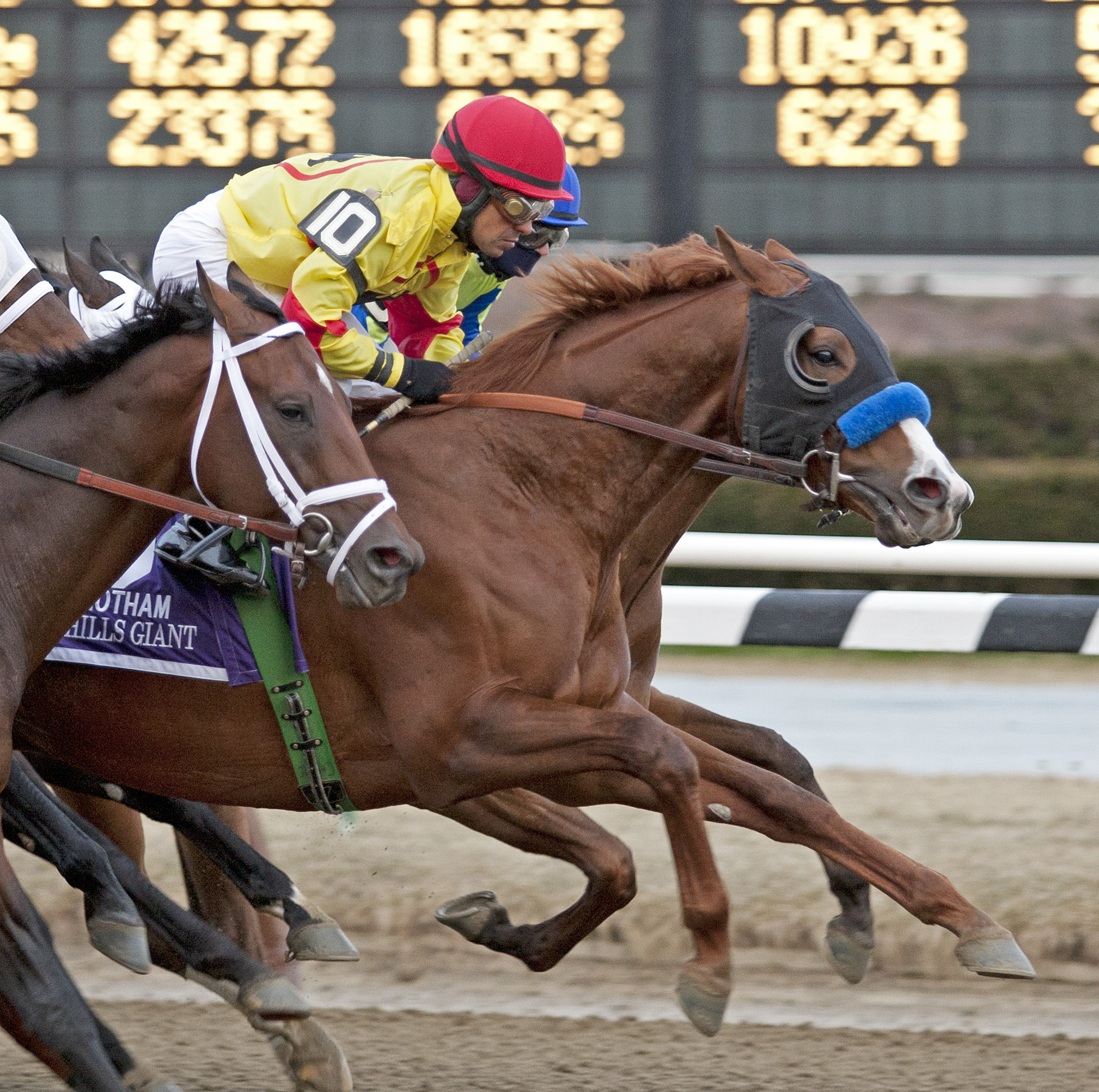 West Hills Giant, Gotham Stakes