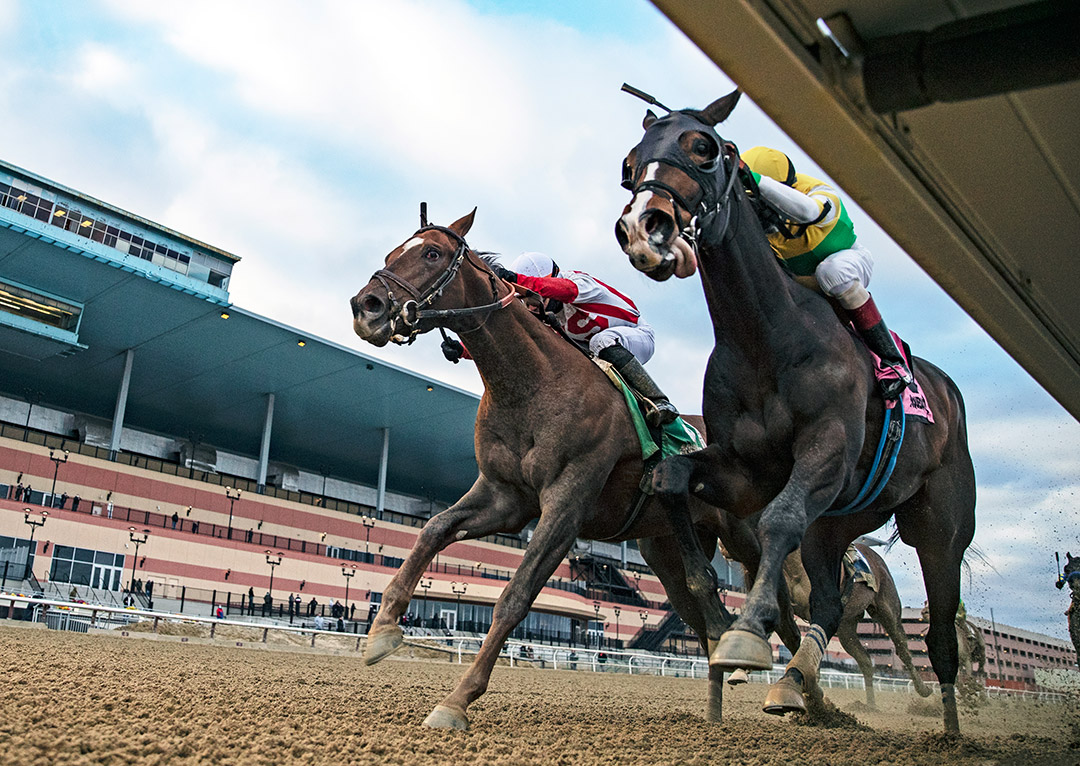 Weyburn (right) wins the 2021 Gotham Stakes at Aqueduct
