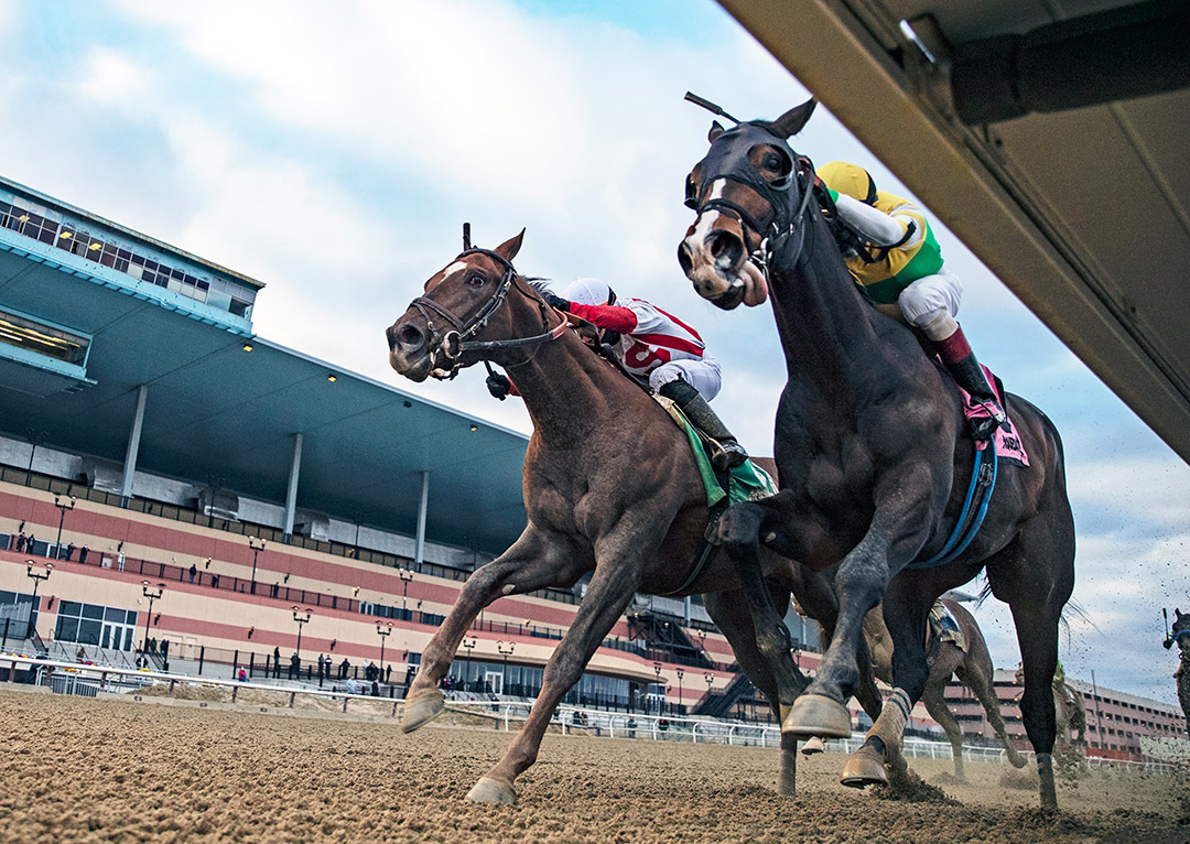 Weyburn (right) wins the 2021 Gotham Stakes at Aqueduct Racetrack