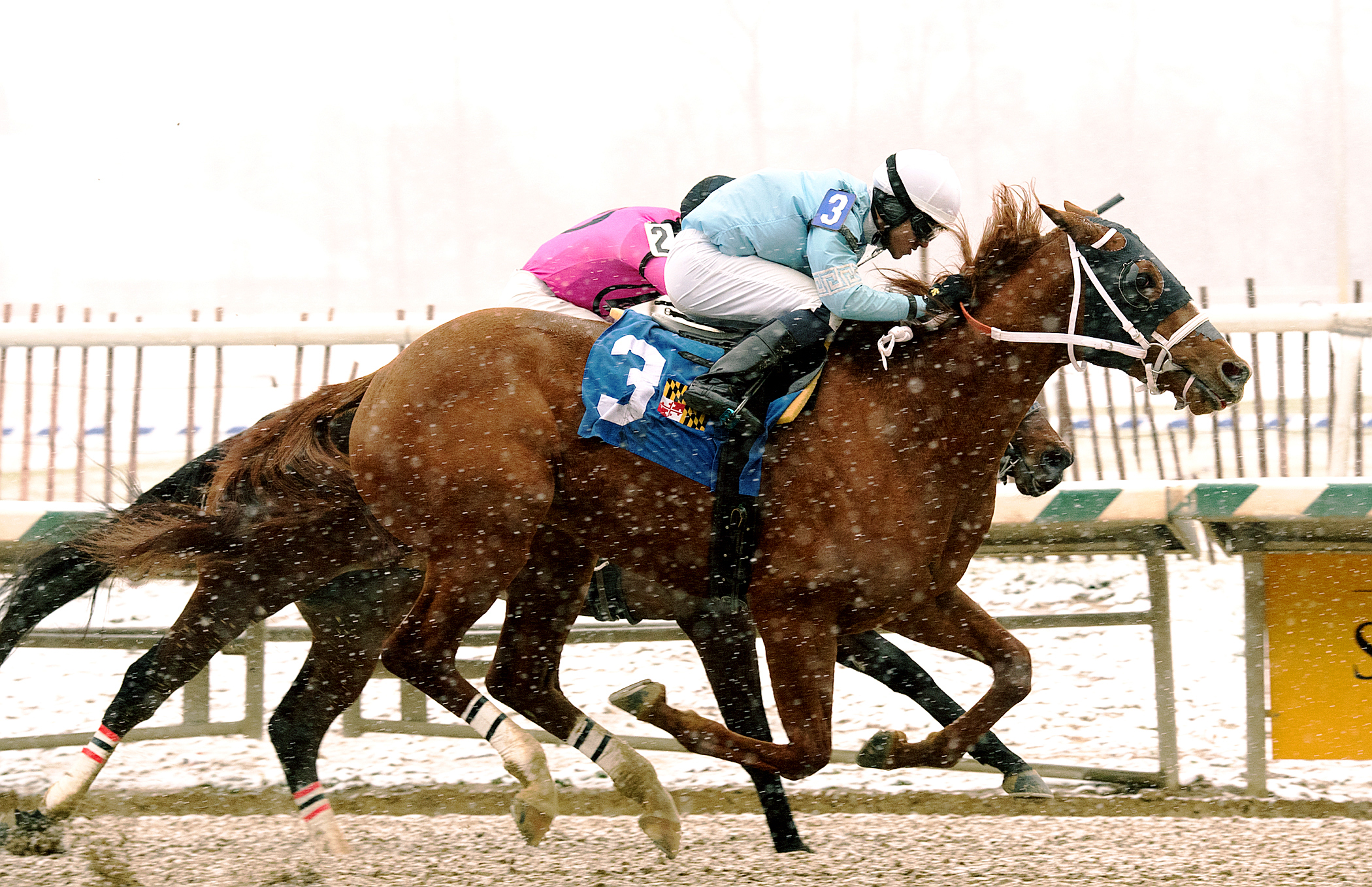 Whirlin Curlin wins the Maryland Juvenile Futurity