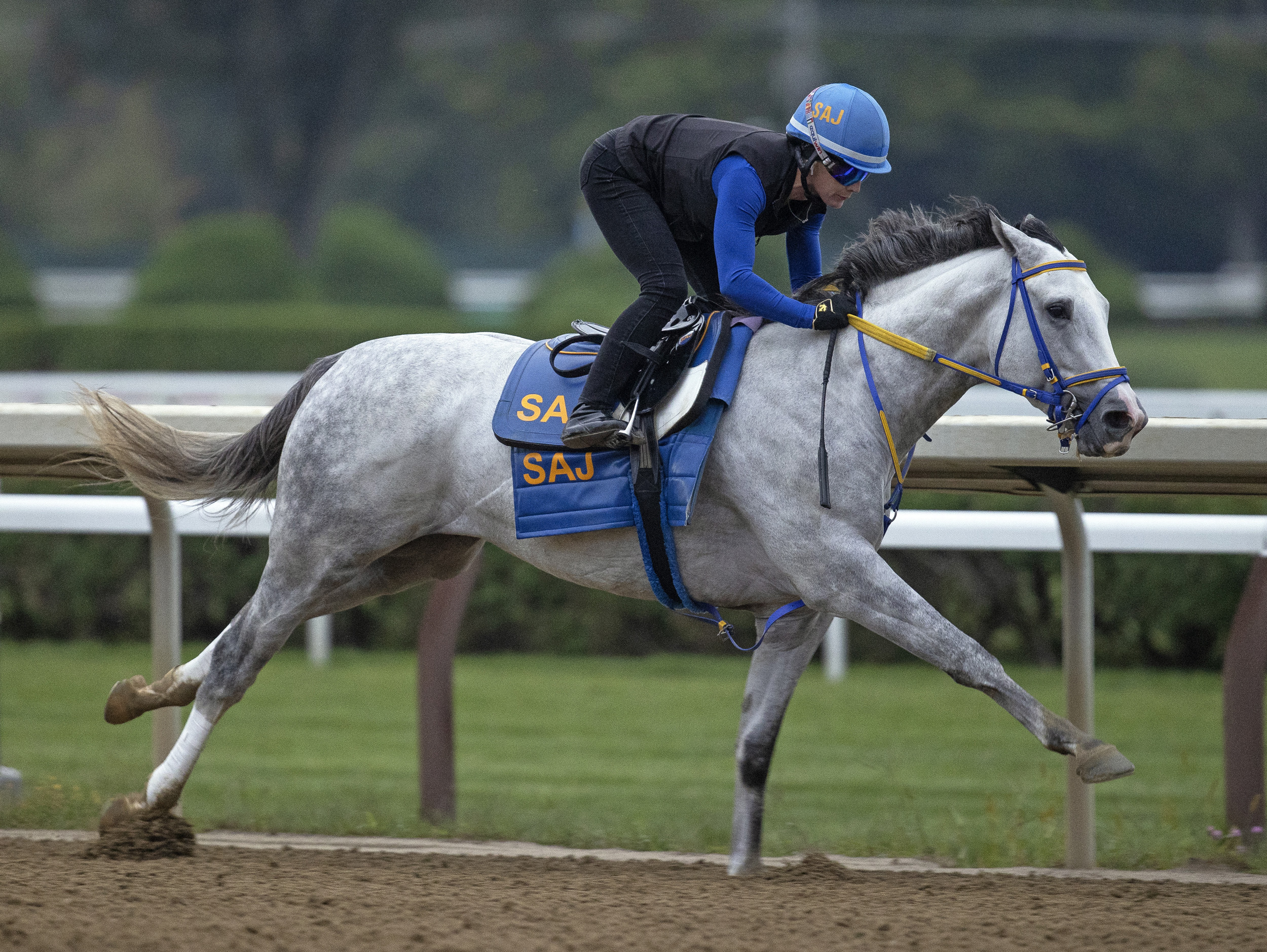 White Abarrio - Saratoga Work