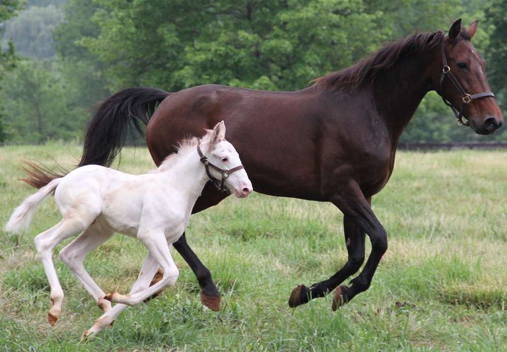 White colt