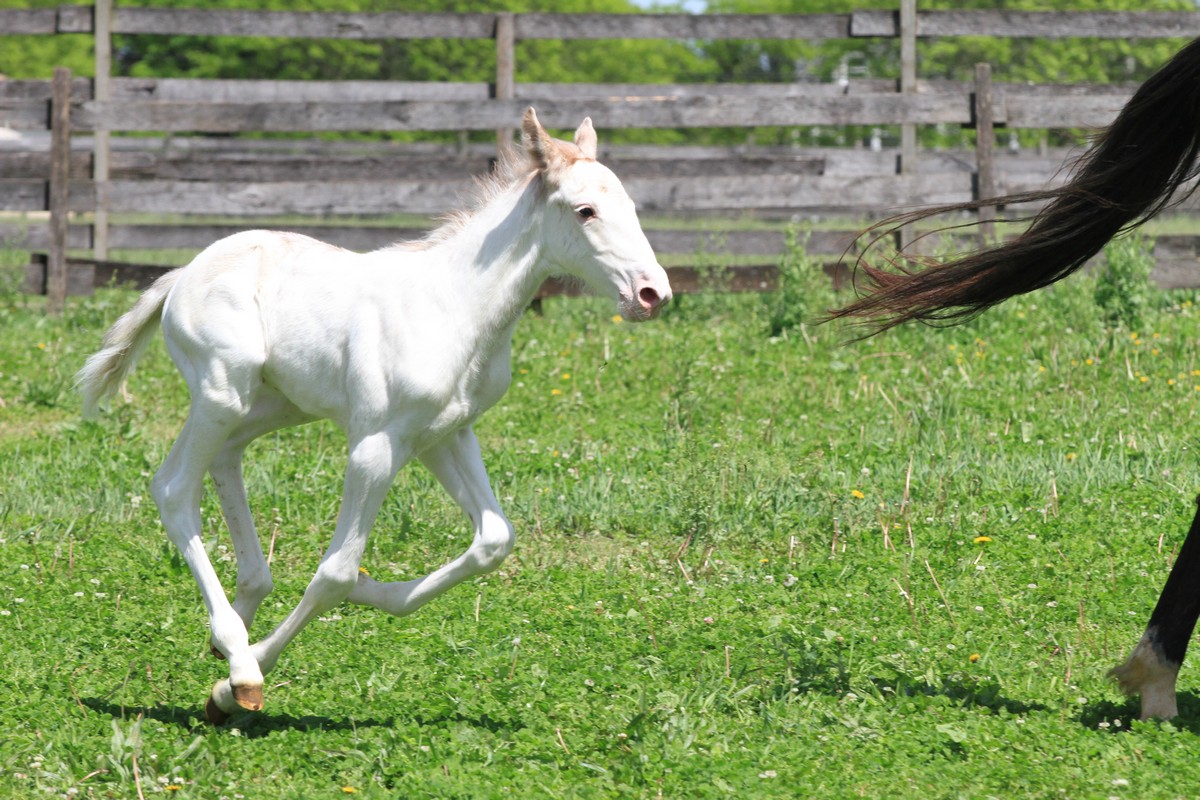 White Standardbred