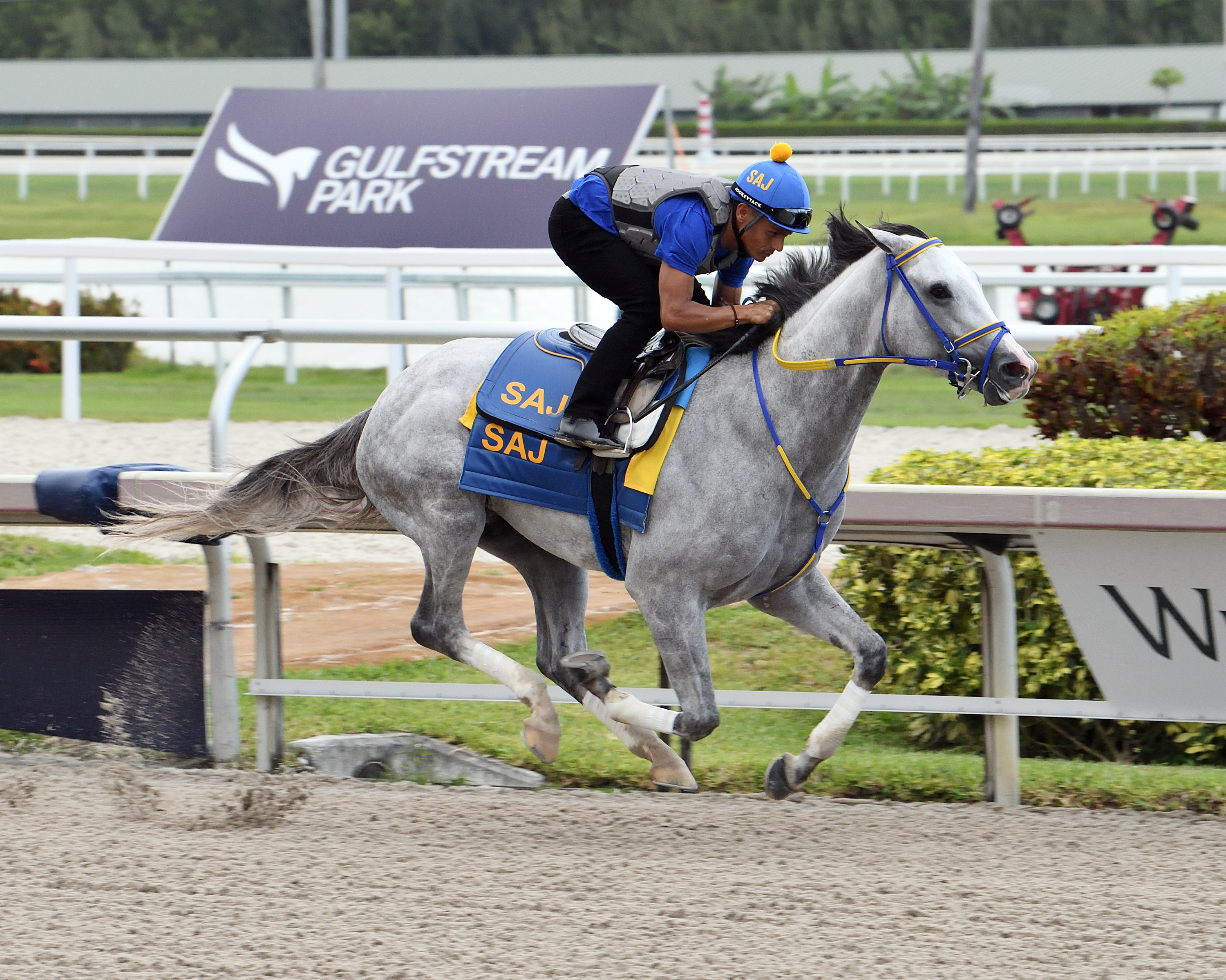 White Abarrio works at Gulfstream Park on April 30