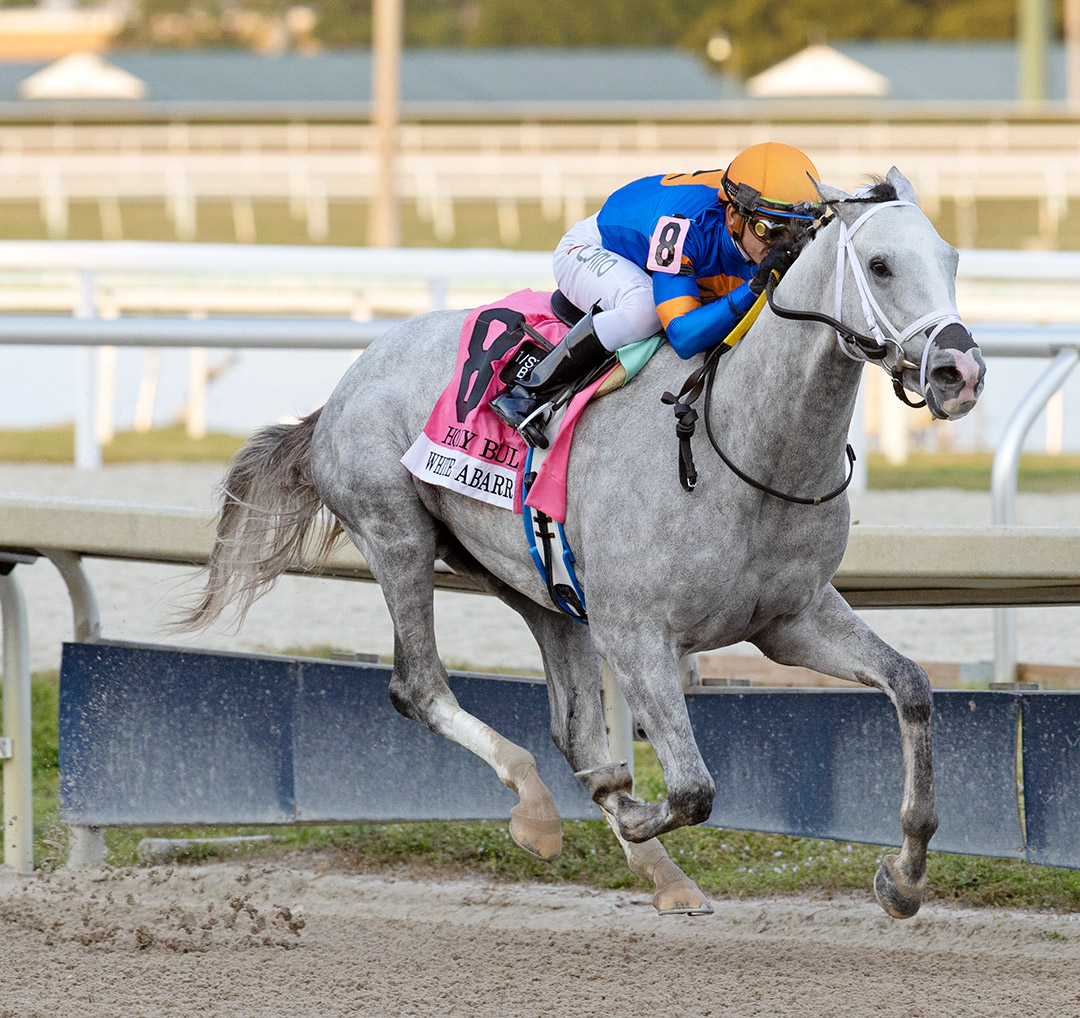 White Abarrio wins the 2022 Holy Bull Stakes at Gulfstream Park