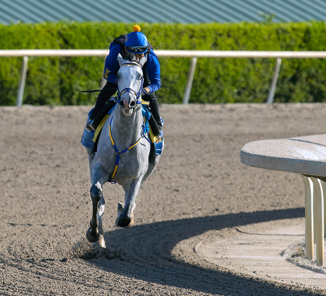 White Abarrio trains at Gulfstream Park on March 29